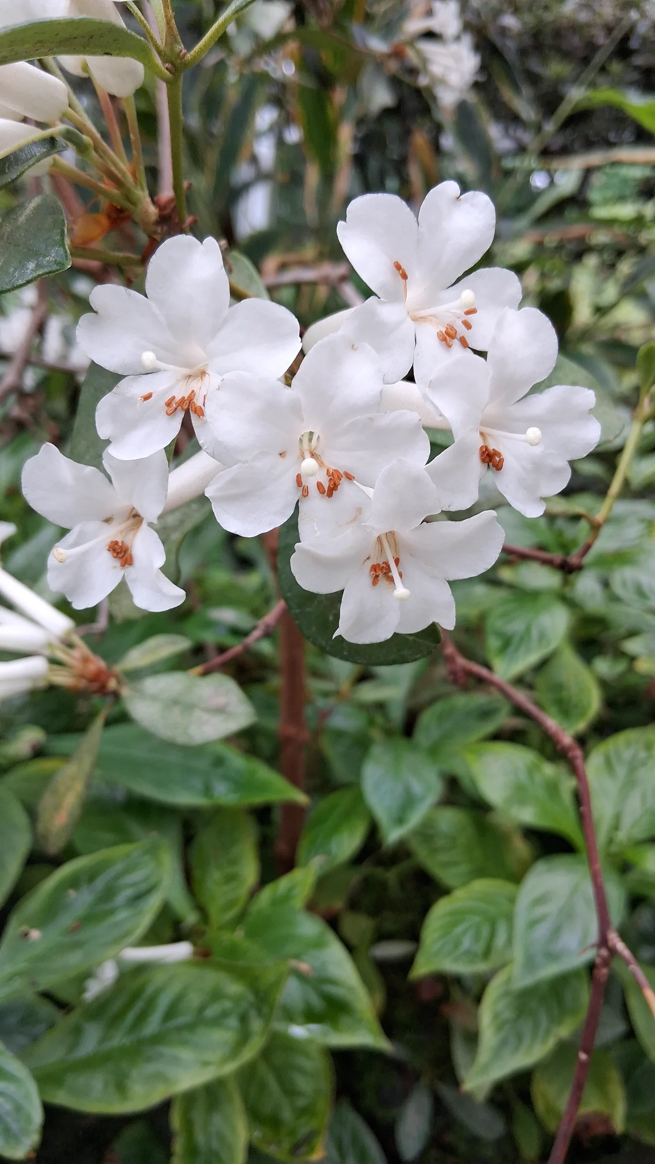 R. ruttenii photo of R. ruttenii. R. ruttenii flowers.. Location: Rhododendron Species Botanical Garden. Photo by: Thatrhodylady
