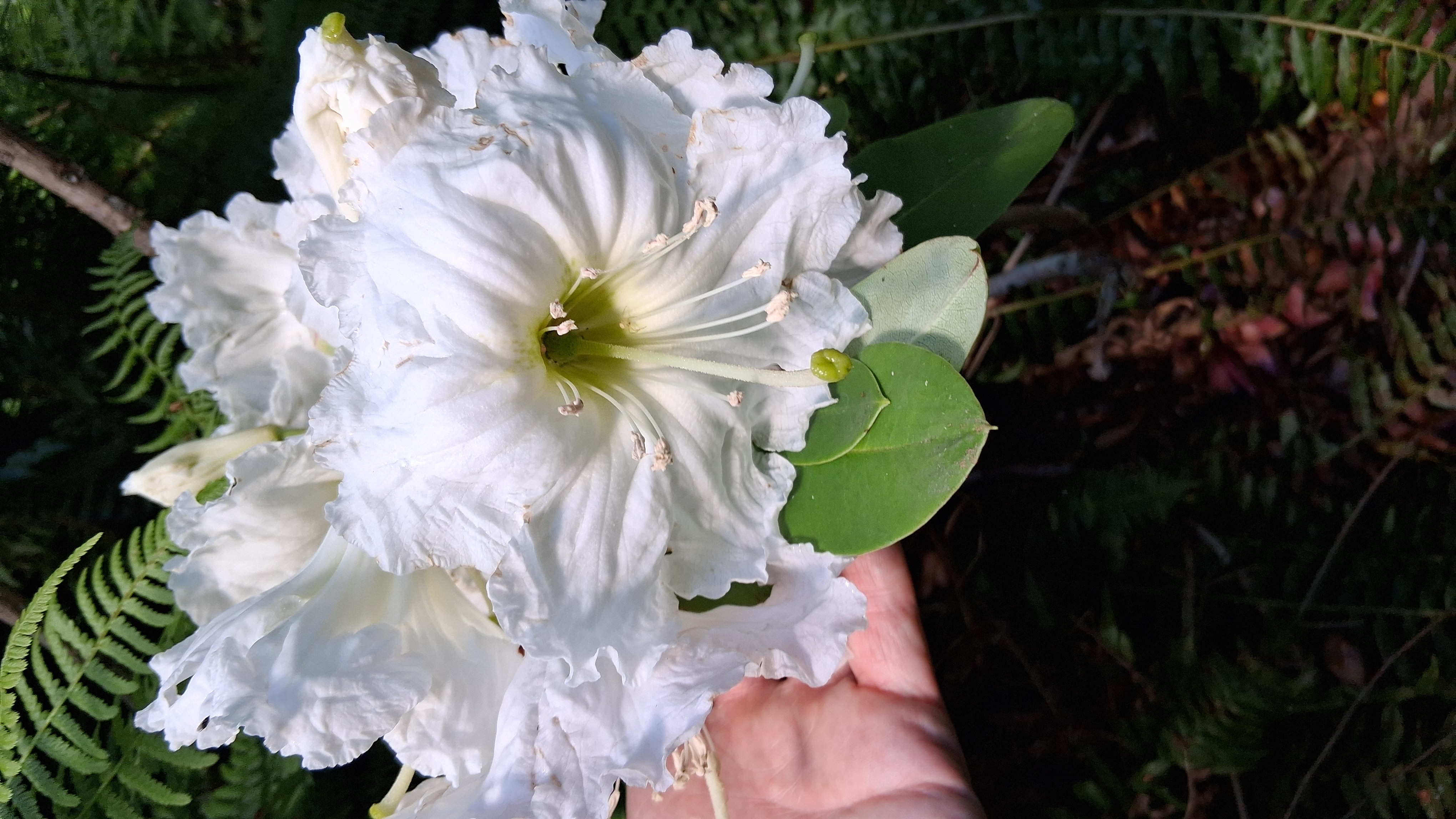 Rhododendron decorum ssp diaprepes photo