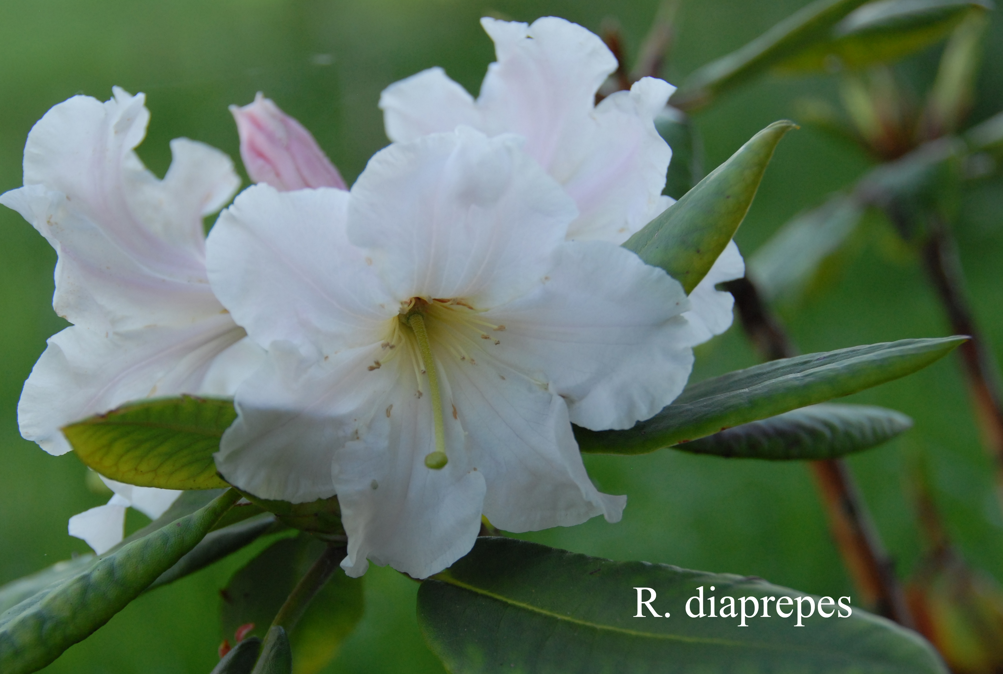 Rhododendron decorum ssp diaprepes photo