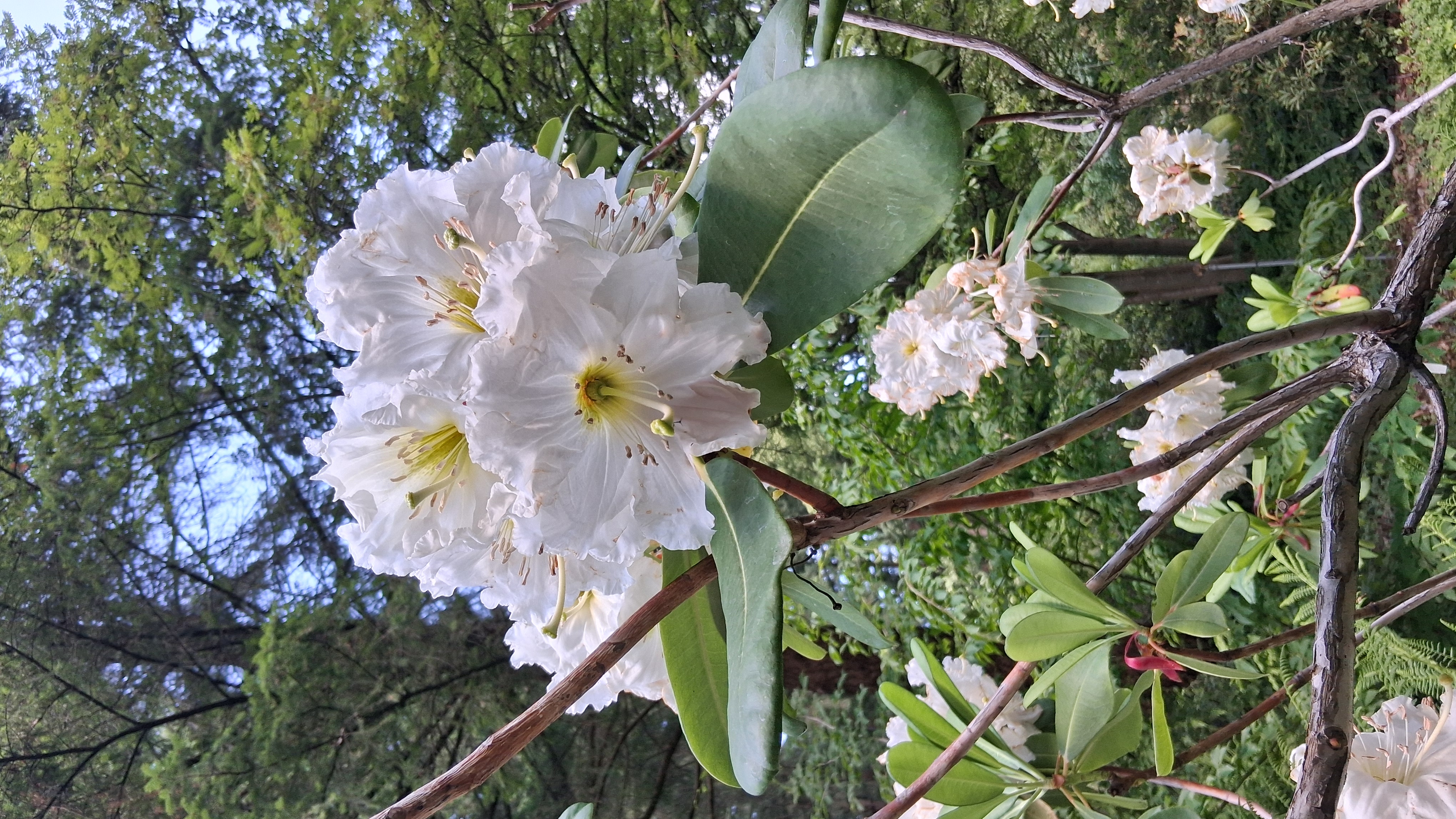 Rhododendron decorum ssp diaprepes photo