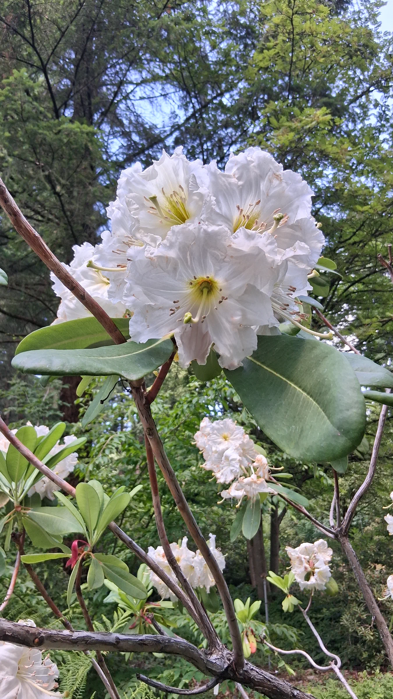 R. decorum ssp diaprepes photo of R. decorum ssp diaprepes. R. decorum ssp diaprepes flowers.. Location: Rhododendron Species Botanical Garden. Photo by: Thatrhodylady