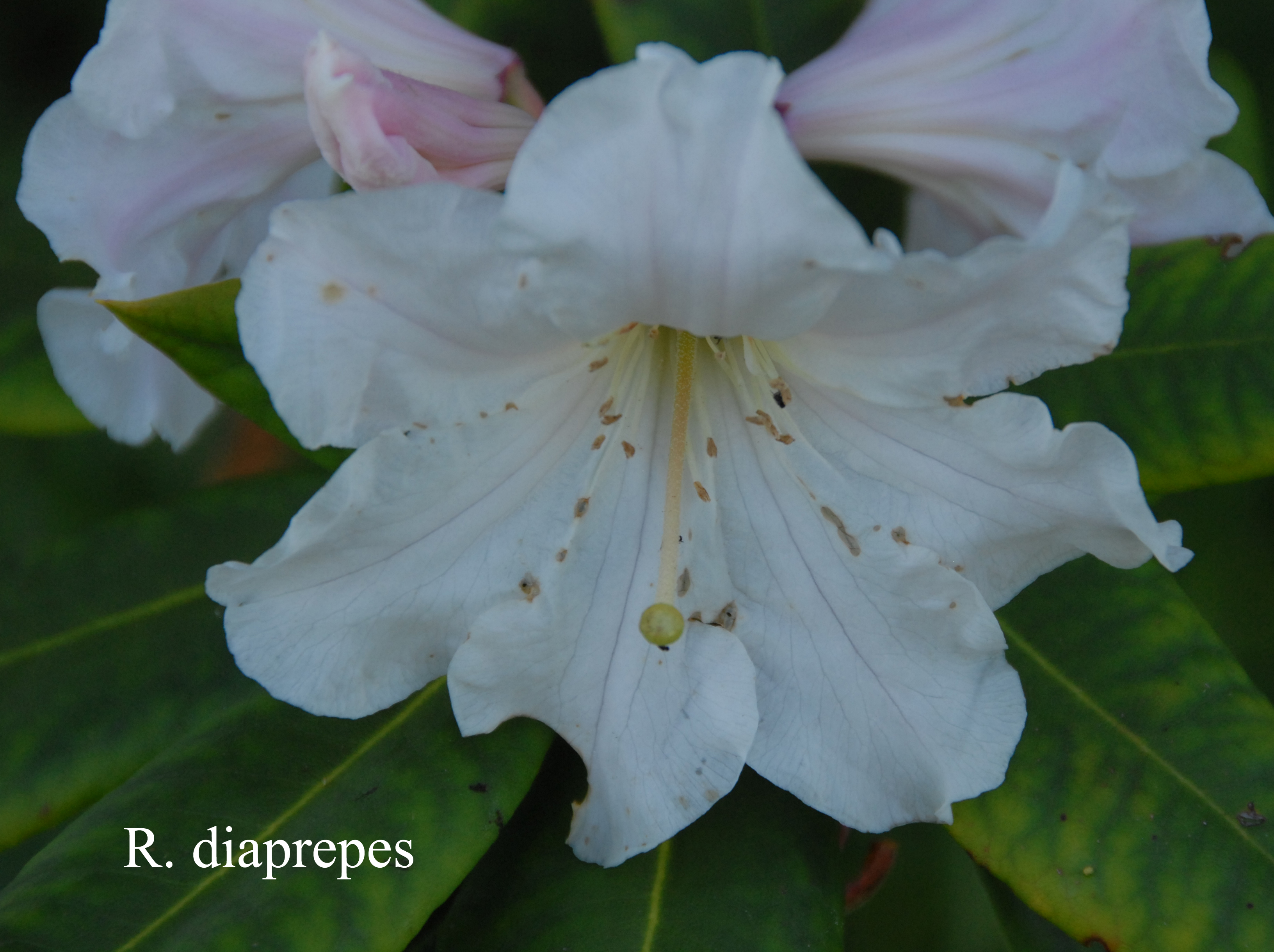 Rhododendron decorum ssp diaprepes photo