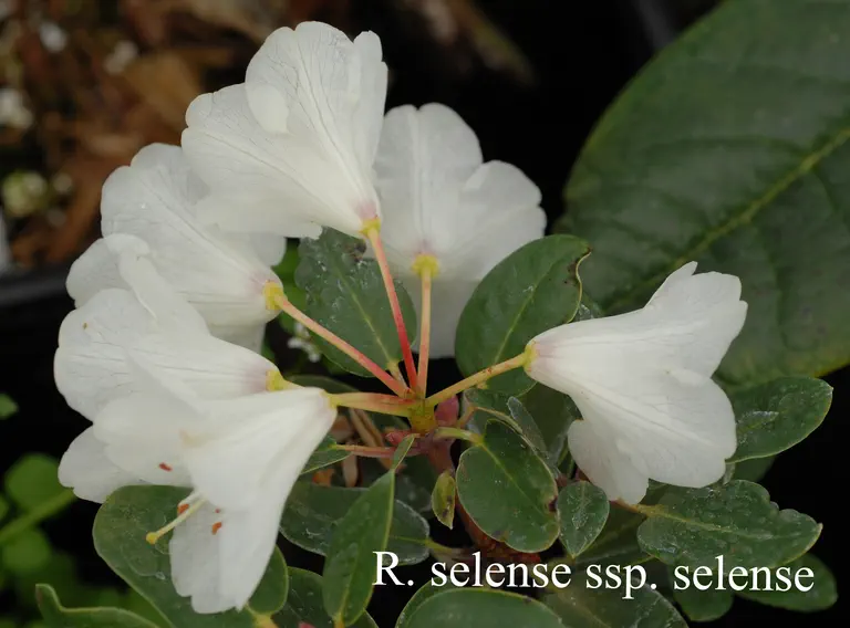 Photo of R. selense ssp selense, Species