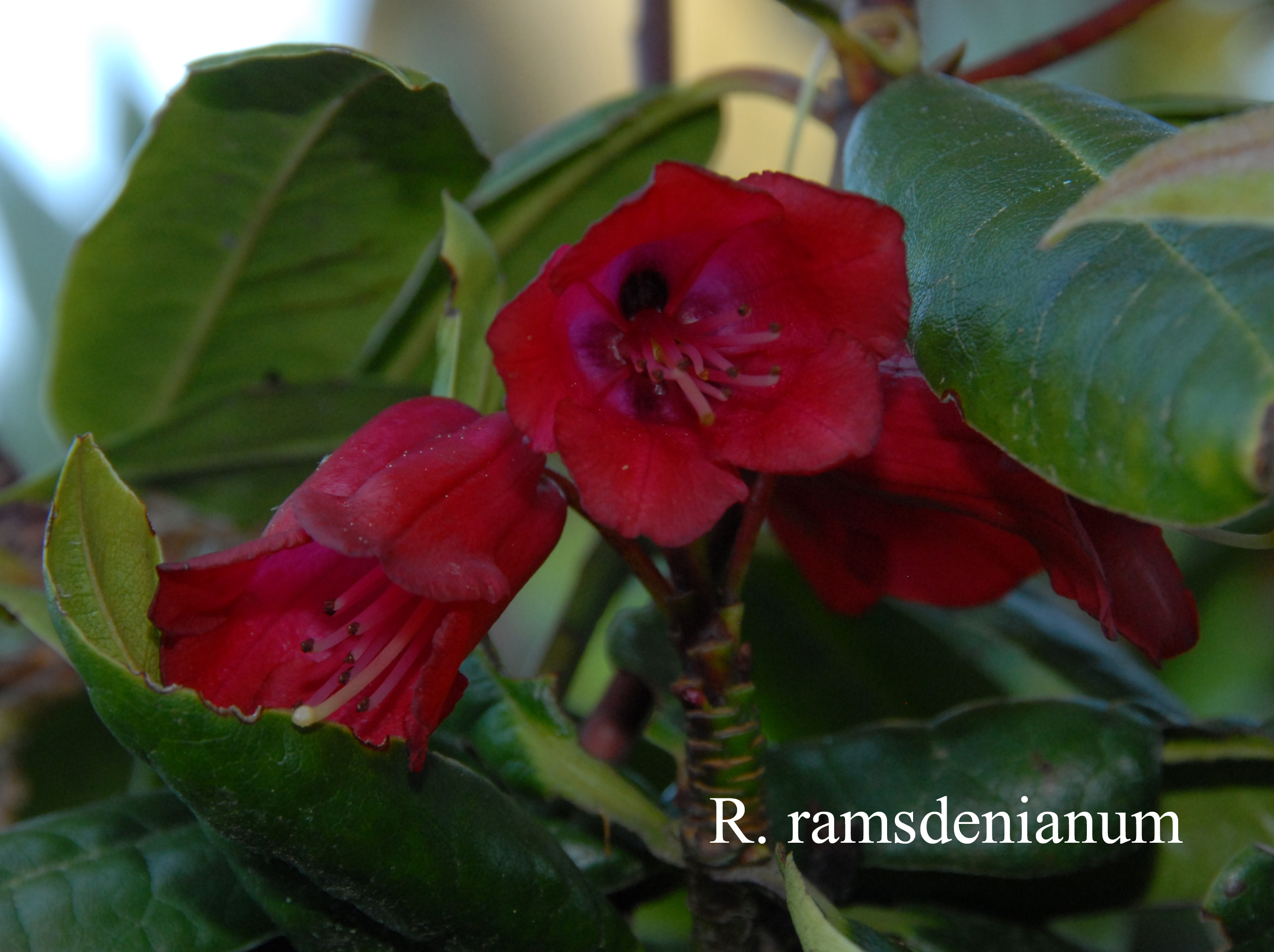 Rhododendron ramsdenianum photo