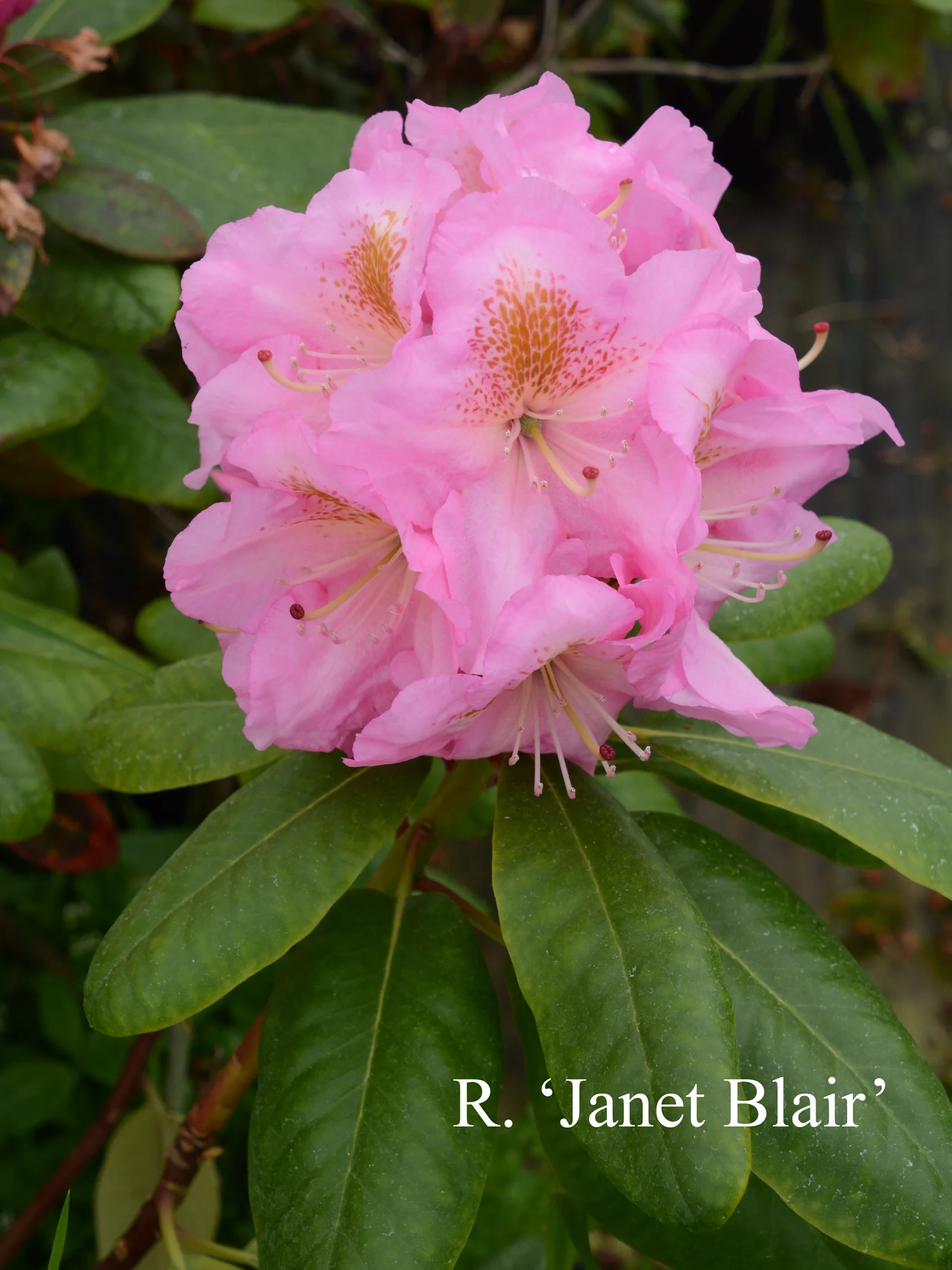 R. 'Janet Blair' photo of R. 'Janet Blair'. Location: Fearing's Farm Nursery, Abbotsford, BC, Canada. Photo by: Harold Fearing