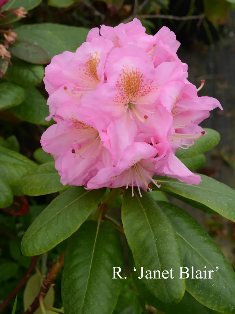 Photo of R. 'Janet Blair', Rhododendron Hybrid