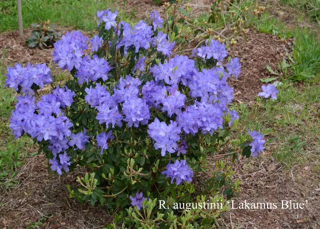 Photo of R. augustinii ssp augustinii 'Lackamas Blue', Rhododendron Species Selection