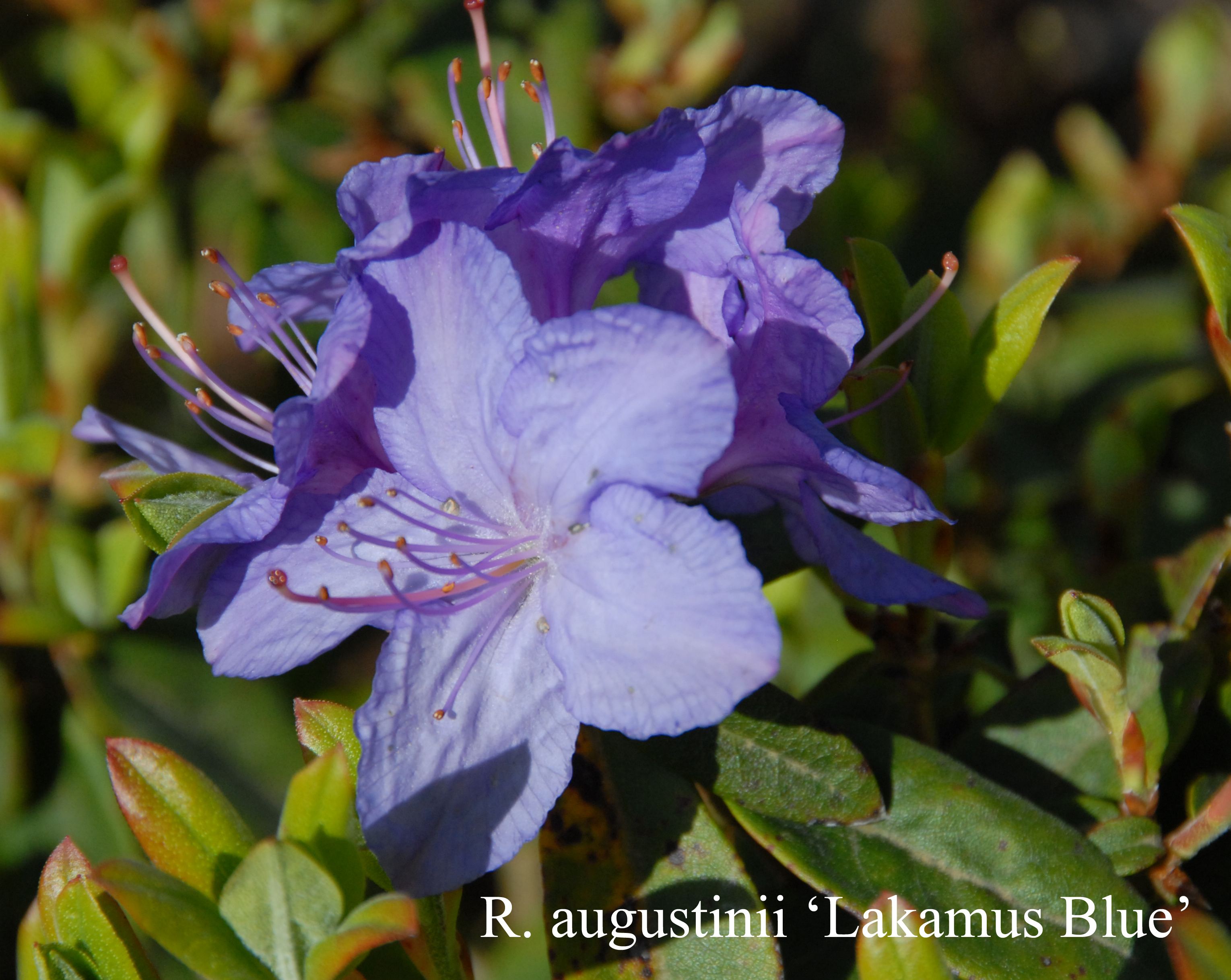Rhododendron Lackamas Blue photo