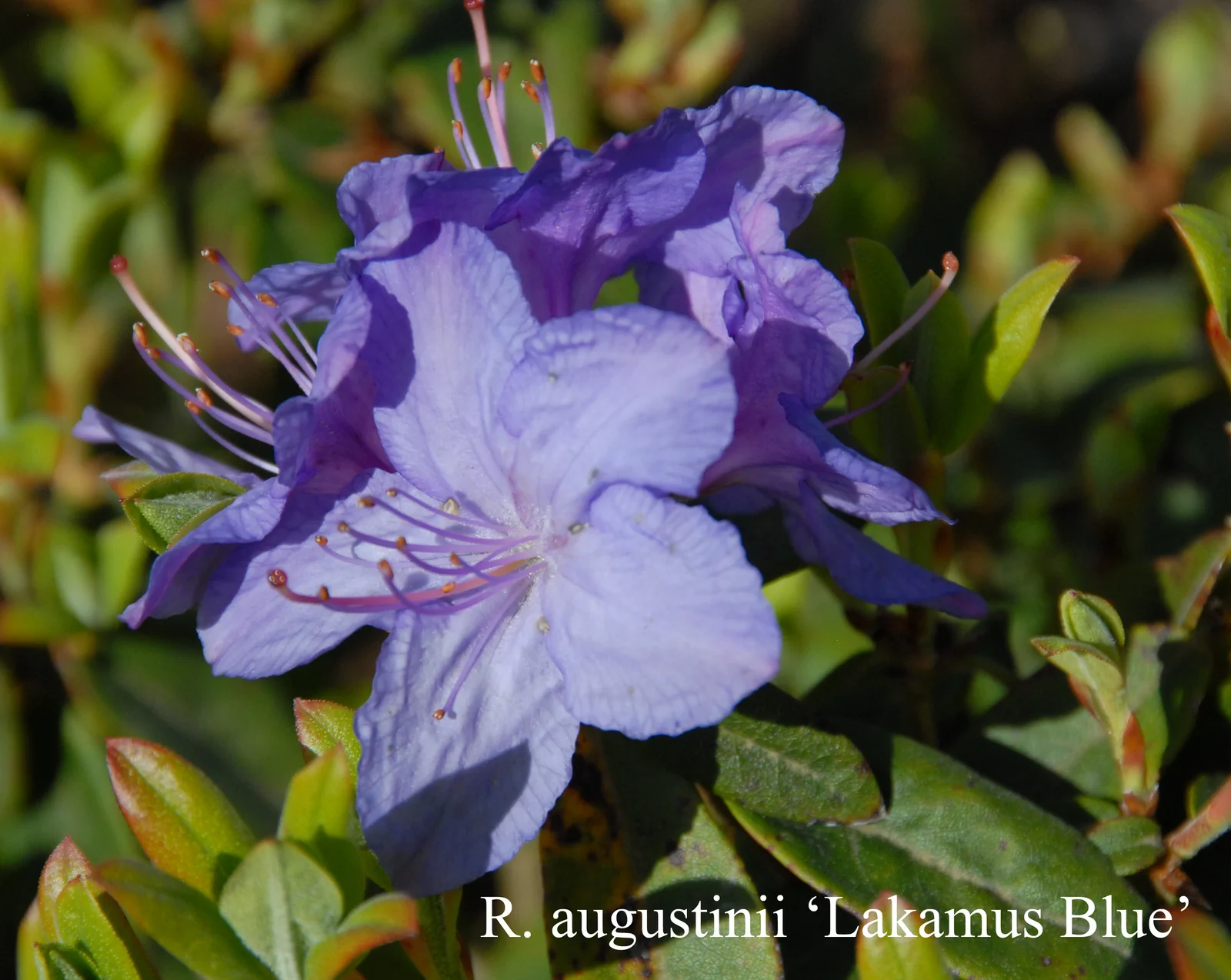 R. augustinii ssp augustinii 'Lackamas Blue' photo of R. augustinii ssp augustinii 'Lackamas Blue'. Location: Fearing's Farm Nursery, Abbotsford, BC, Canada. Photo by: Harold Fearing