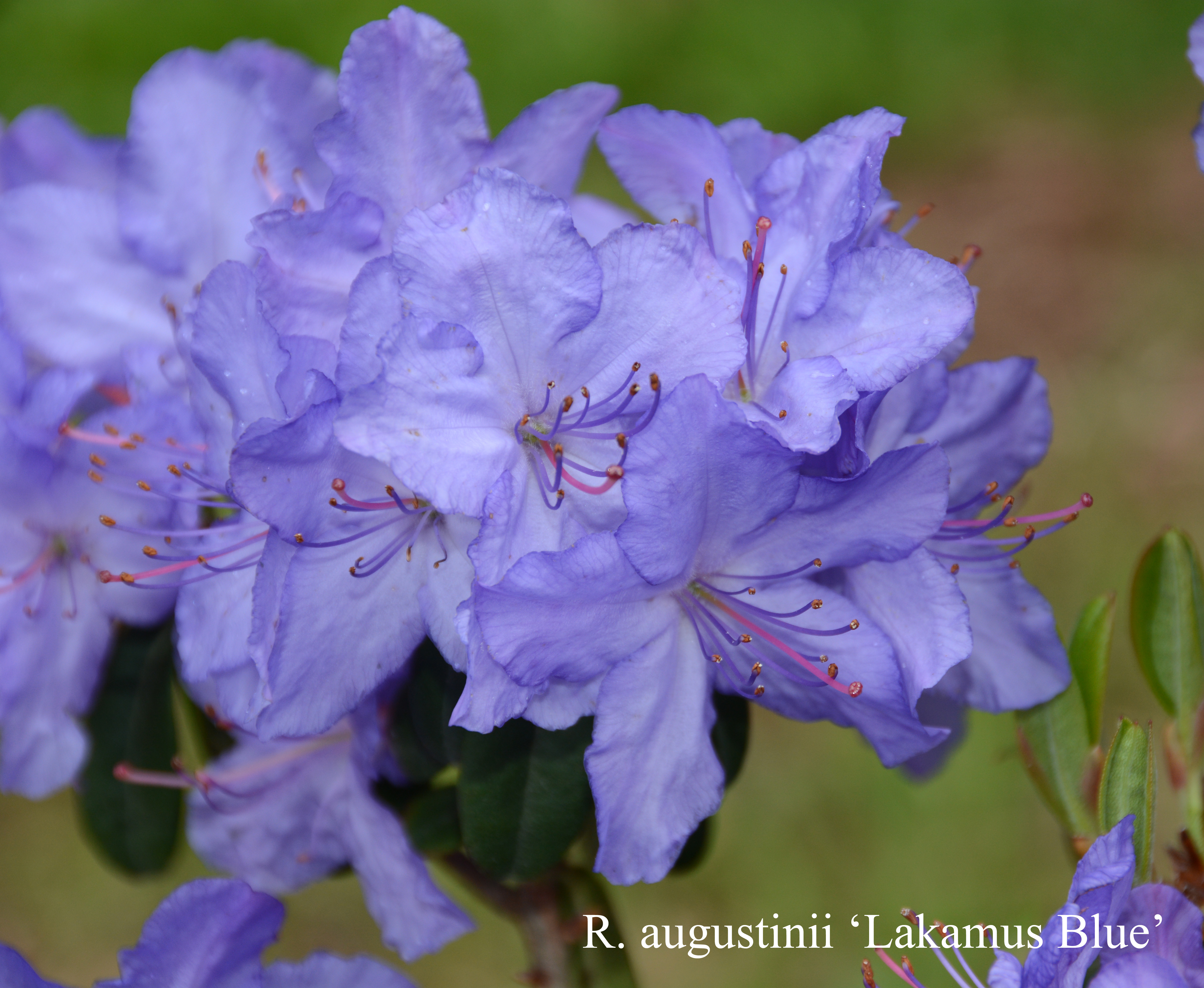 Rhododendron Lackamas Blue photo