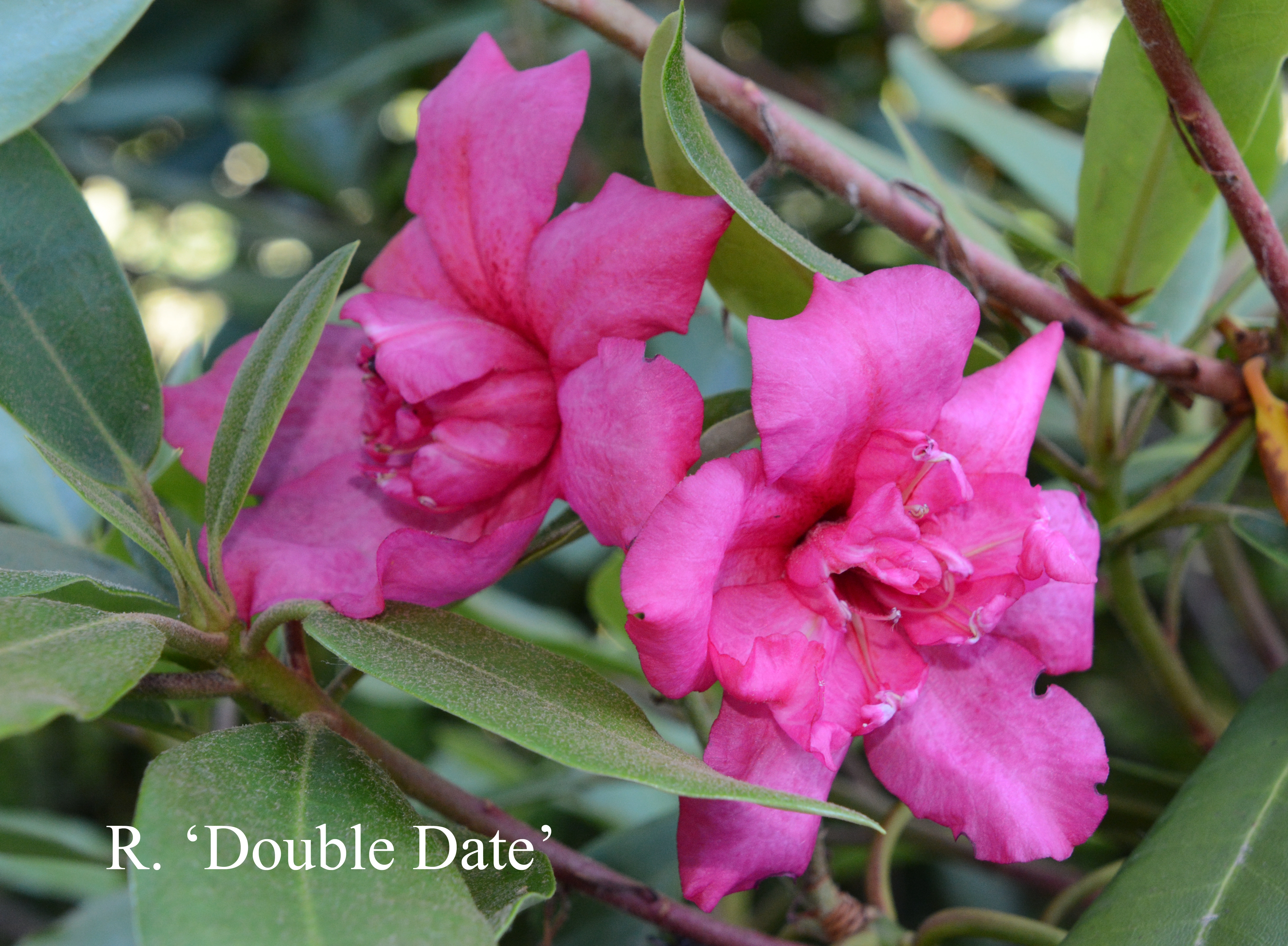 Rhododendron Double Date photo