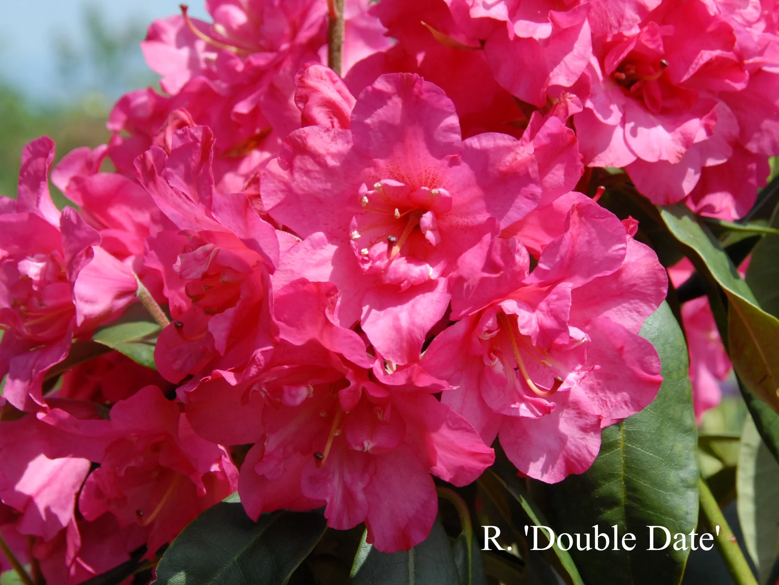 R. 'Double Date' photo of R. 'Double Date'. Location: Fearing's Farm Nursery, Abbotsford, BC, Canada. Photo by: Harold Fearing