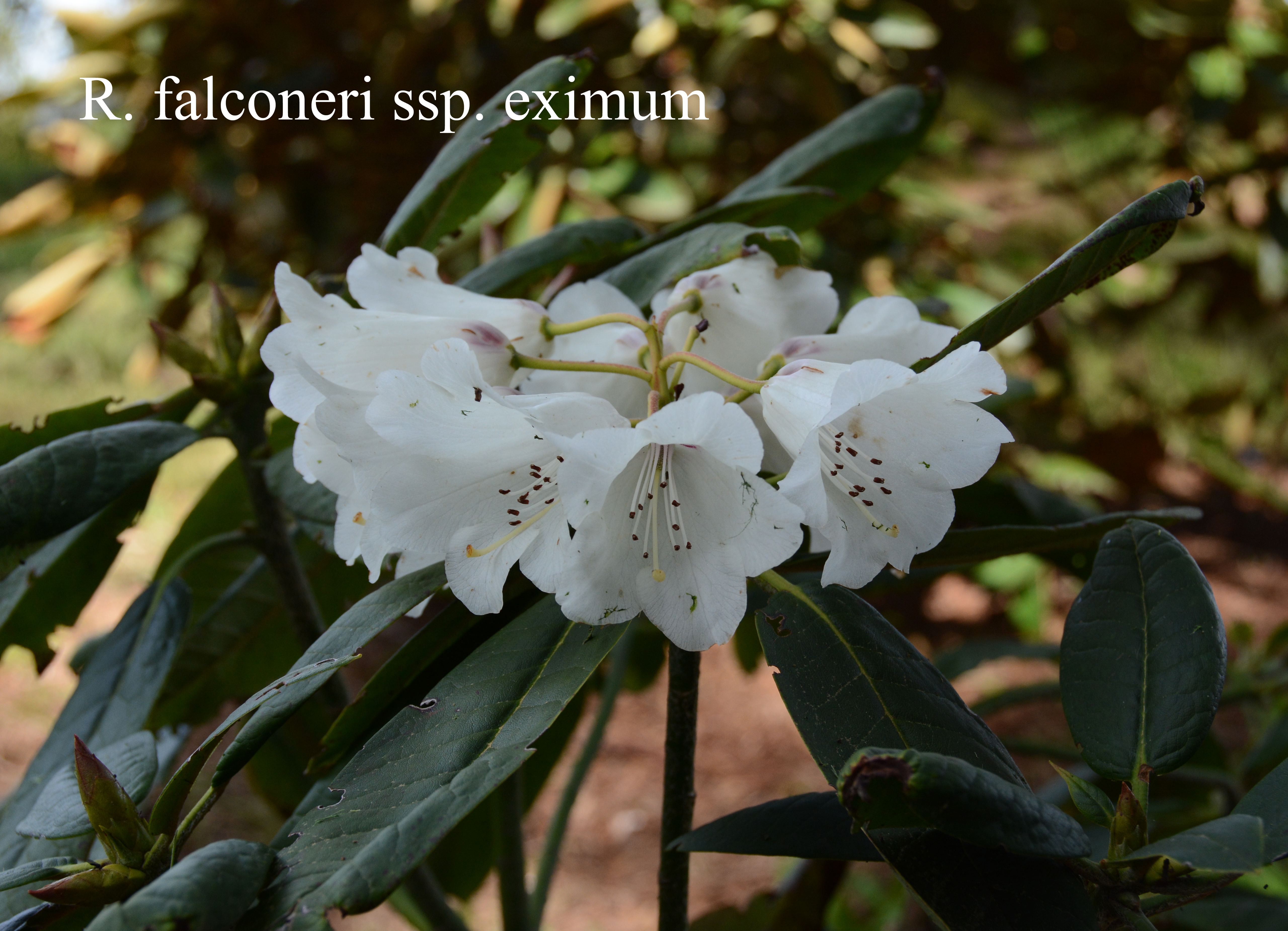 Rhododendron falconeri ssp eximium photo