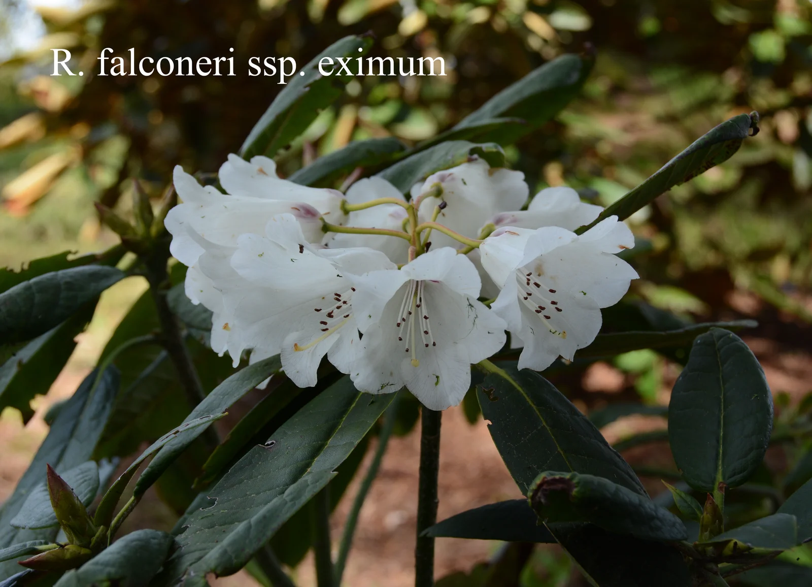 R. falconeri ssp eximium photo of R. falconeri ssp eximium. Location: Fearing's Farm Nursery, Abbotsford, BC, Canada. Photo by: Harold Fearing