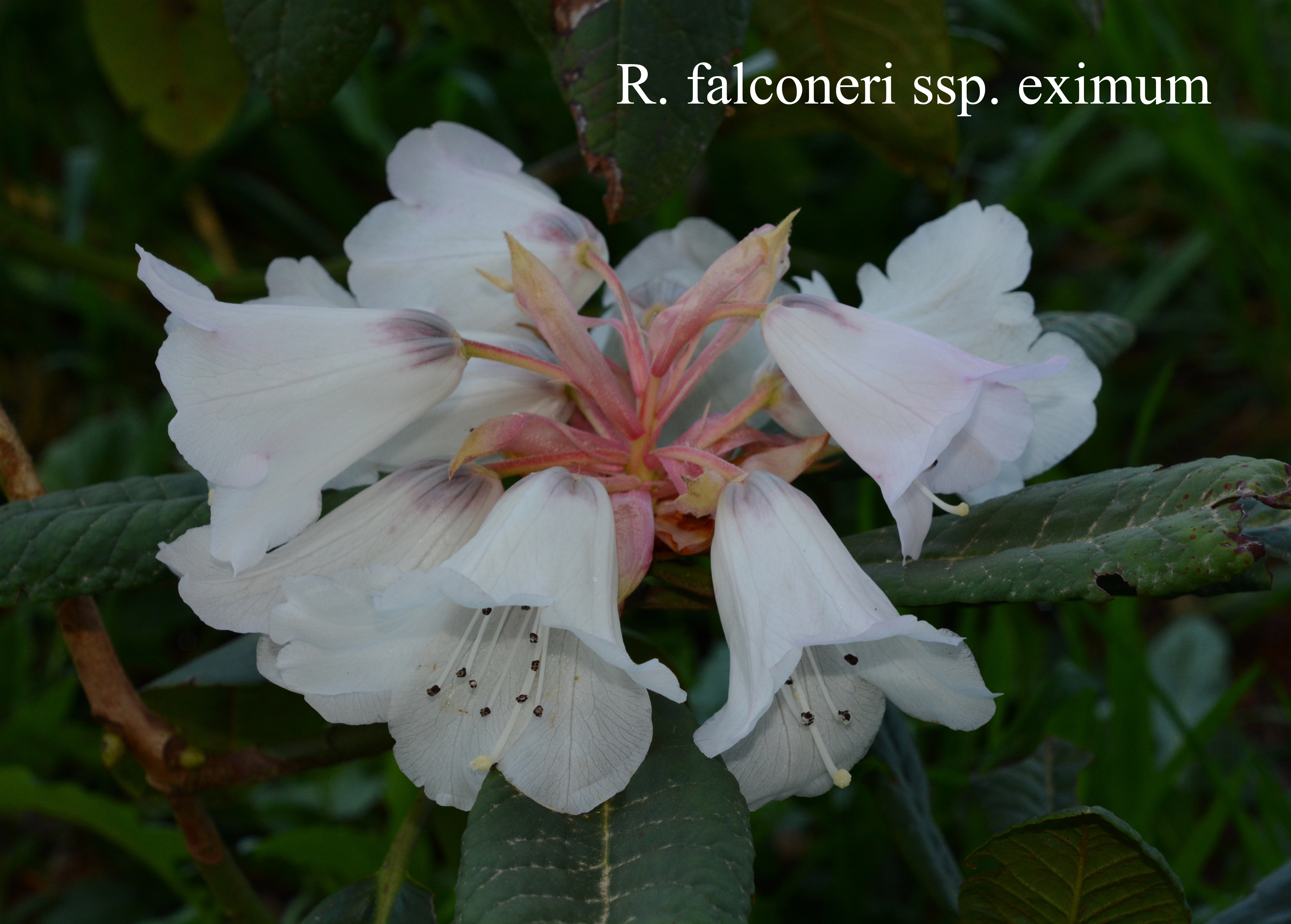 Rhododendron falconeri ssp eximium photo