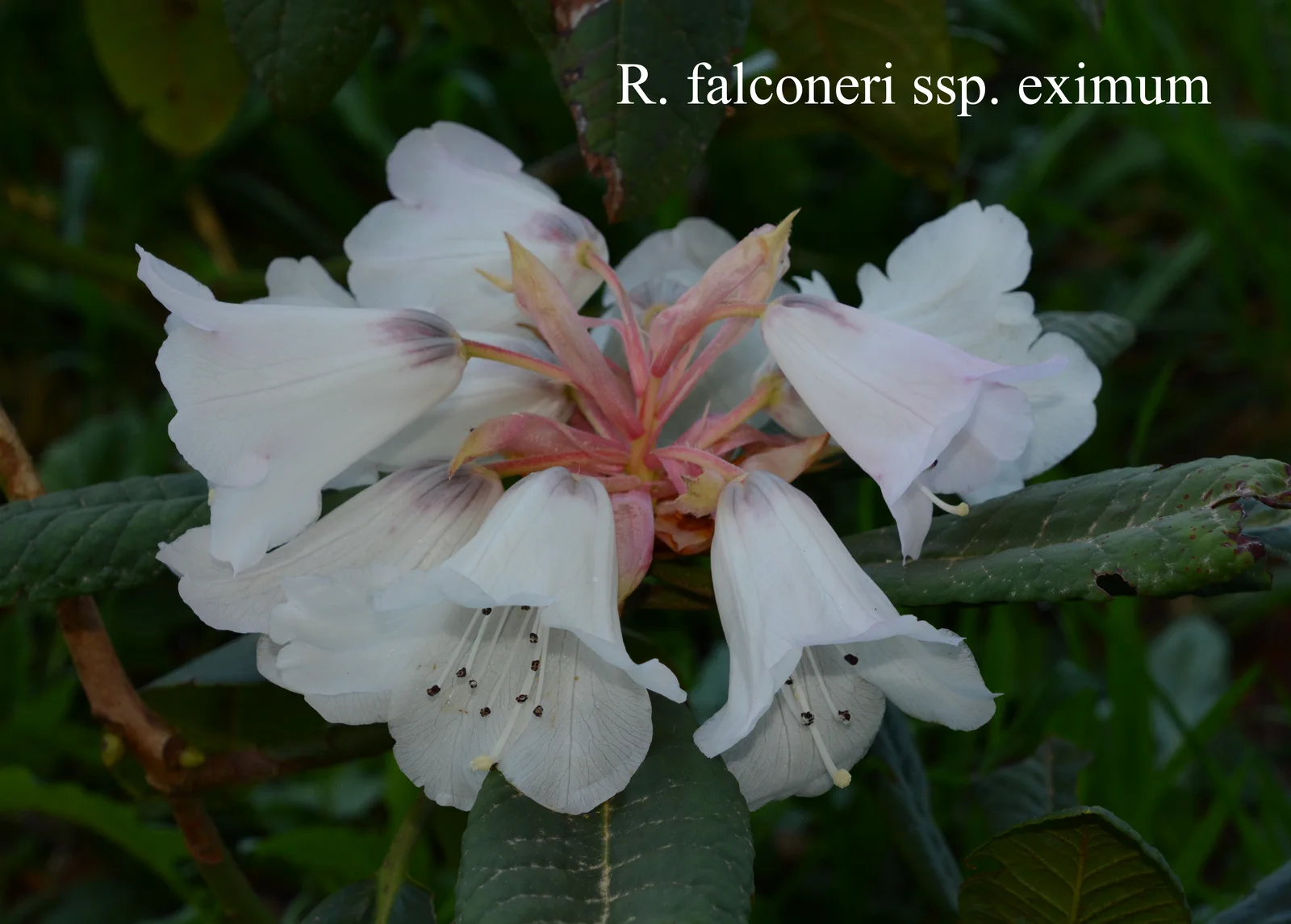 R. falconeri ssp eximium photo of R. falconeri ssp eximium. Location: Fearing's Farm Nursery, Abbotsford, BC, Canada. Photo by: Harold Fearing