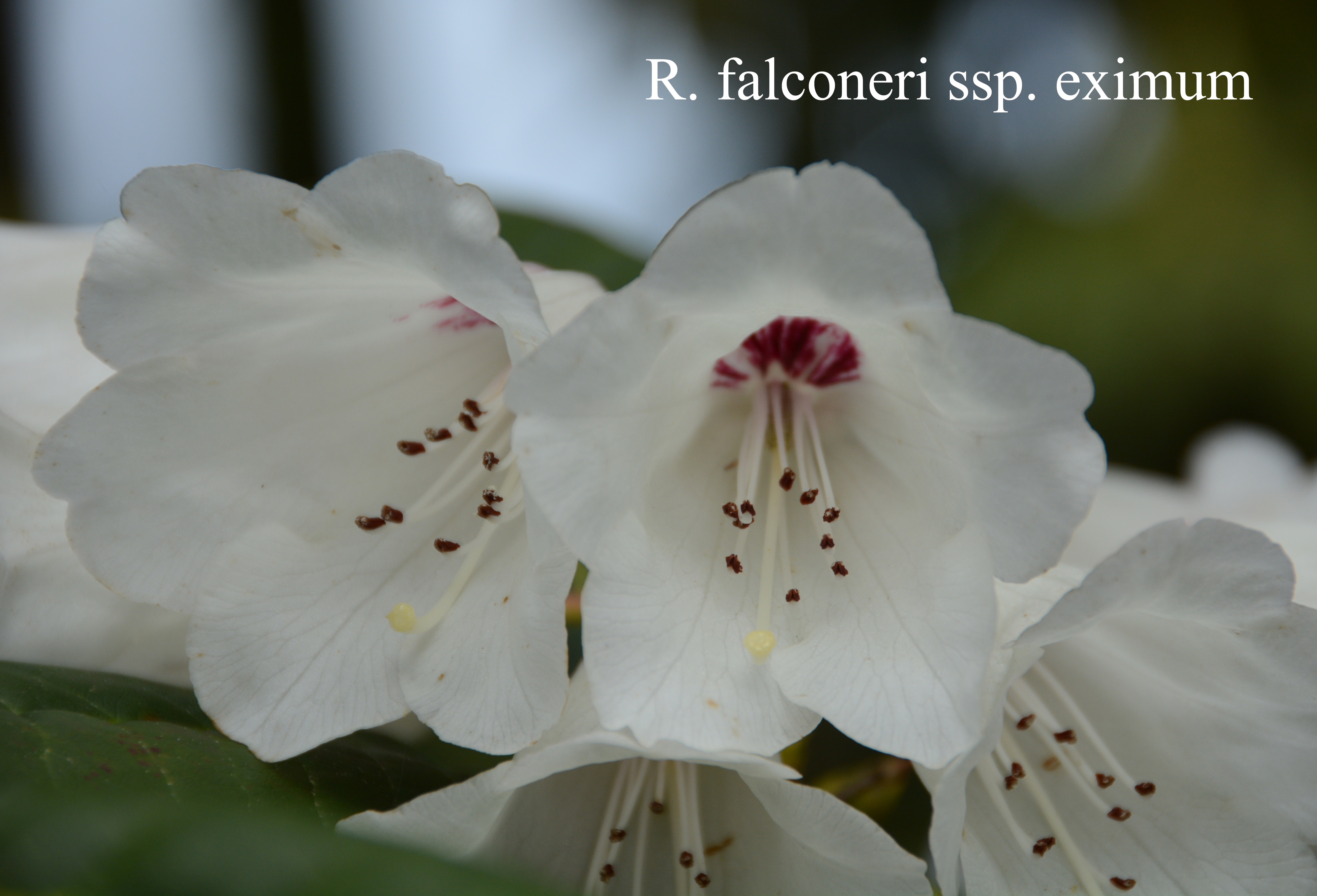 Rhododendron falconeri ssp eximium photo