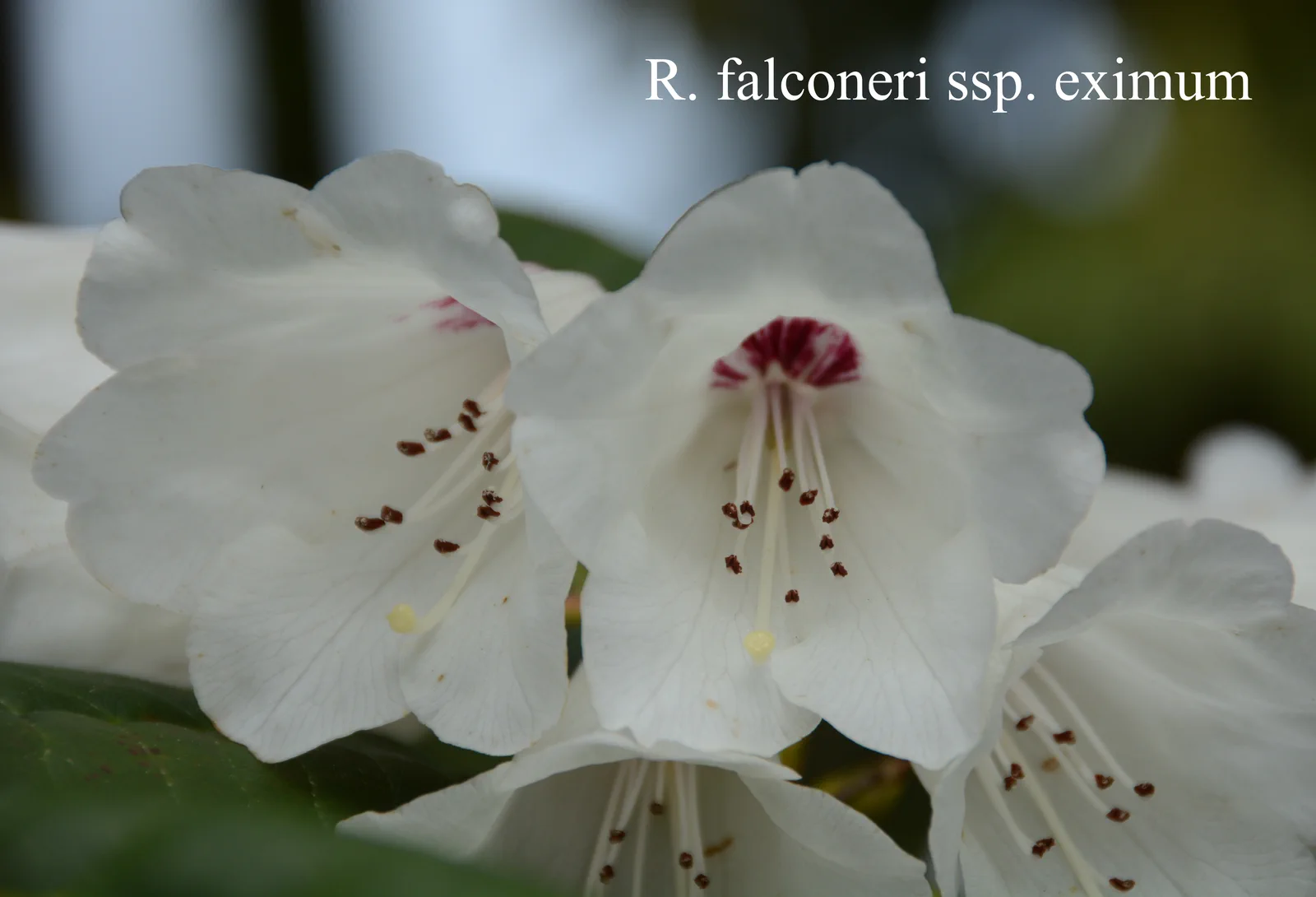 R. falconeri ssp eximium photo of R. falconeri ssp eximium. Location: Fearing's Farm Nursery, Abbotsford, BC, Canada. Photo by: Harold Fearing