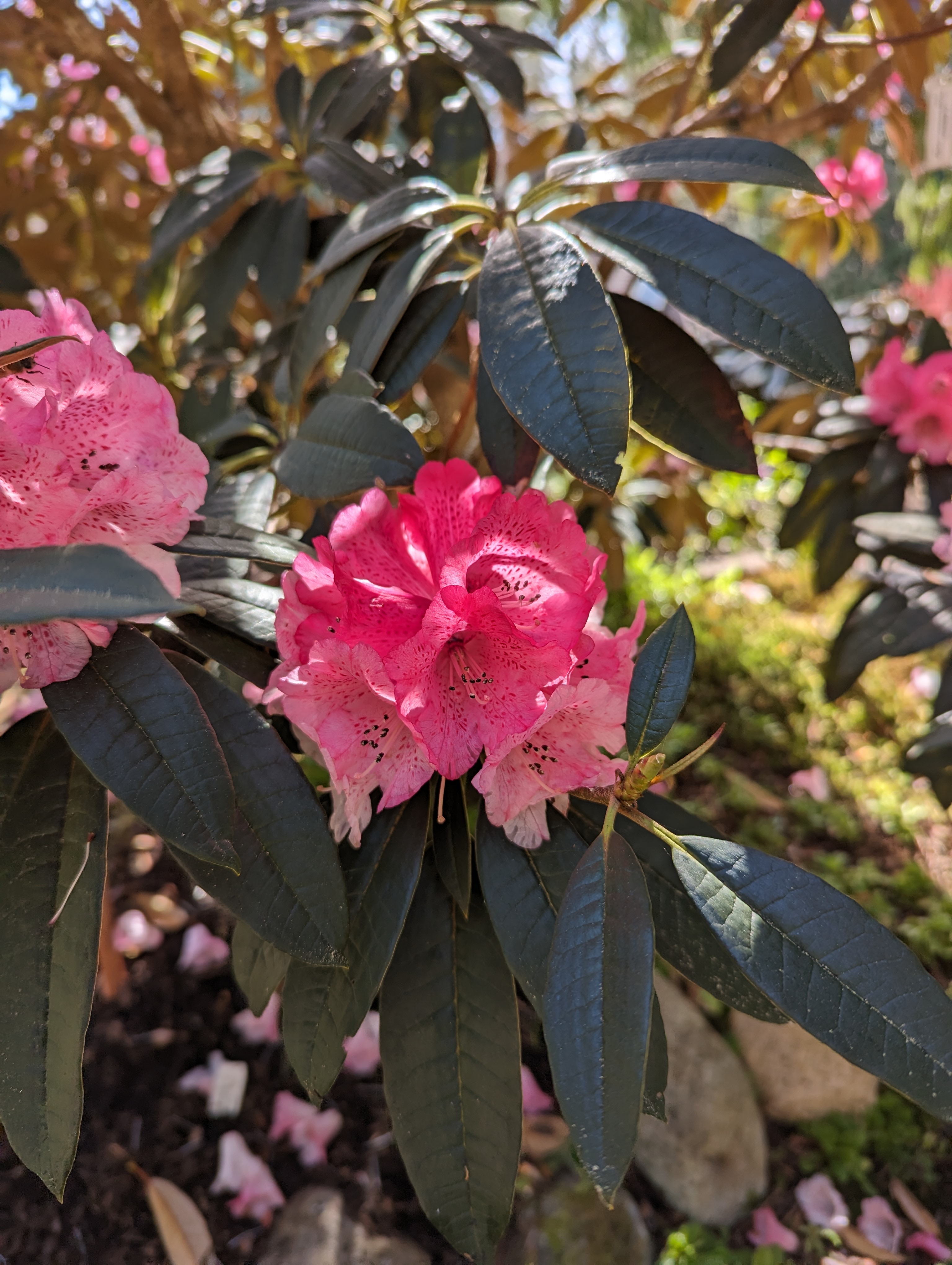 Rhododendron arboreum ssp cinnamomeum var roseum photo