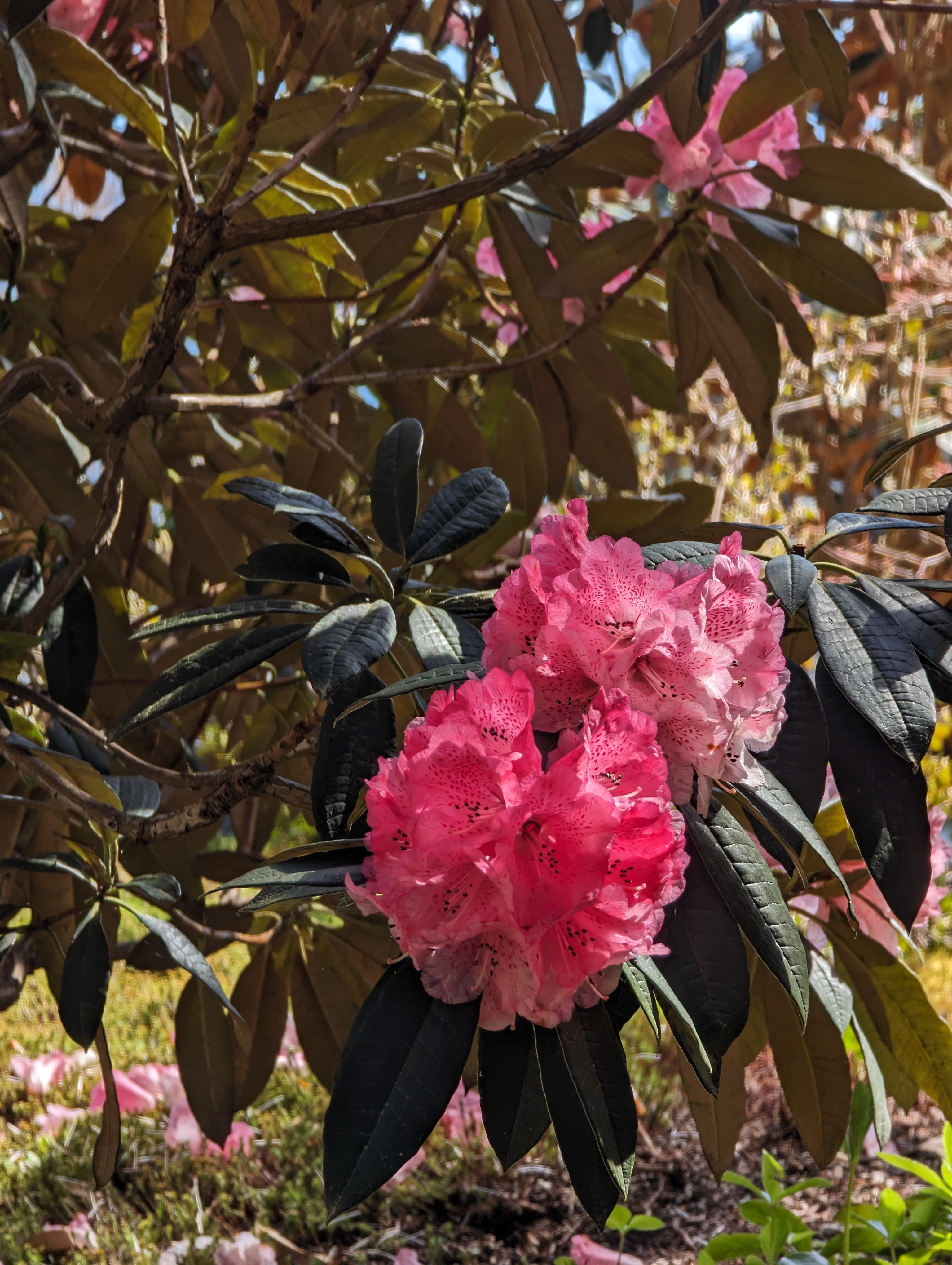 Rhododendron arboreum ssp cinnamomeum var roseum photo