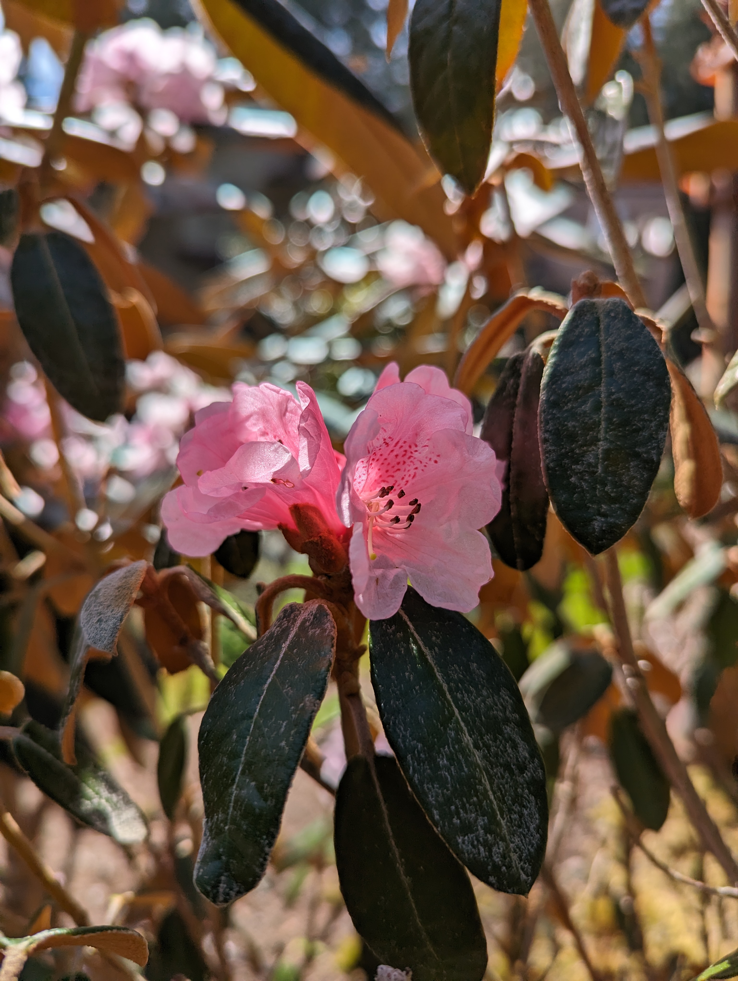 Rhododendron tsariense photo