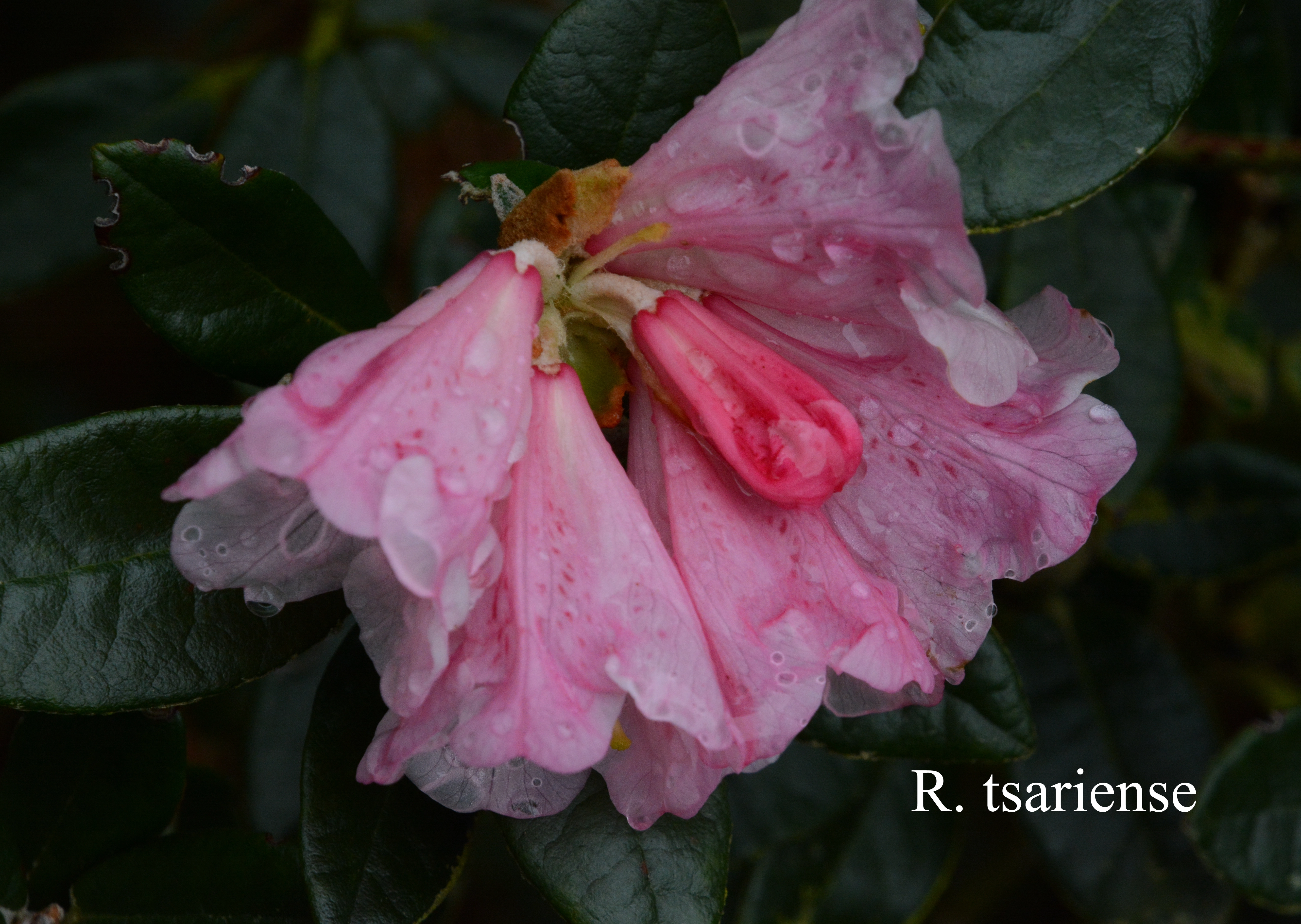 Rhododendron tsariense photo