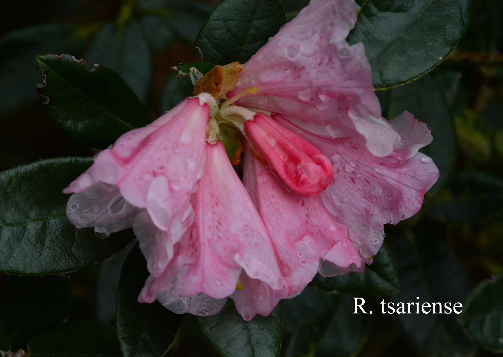R. tsariense photo of R. tsariense. Location: Fearing's Farm Nursery, Abbotsford, BC, Canada. Photo by: Harold Fearing