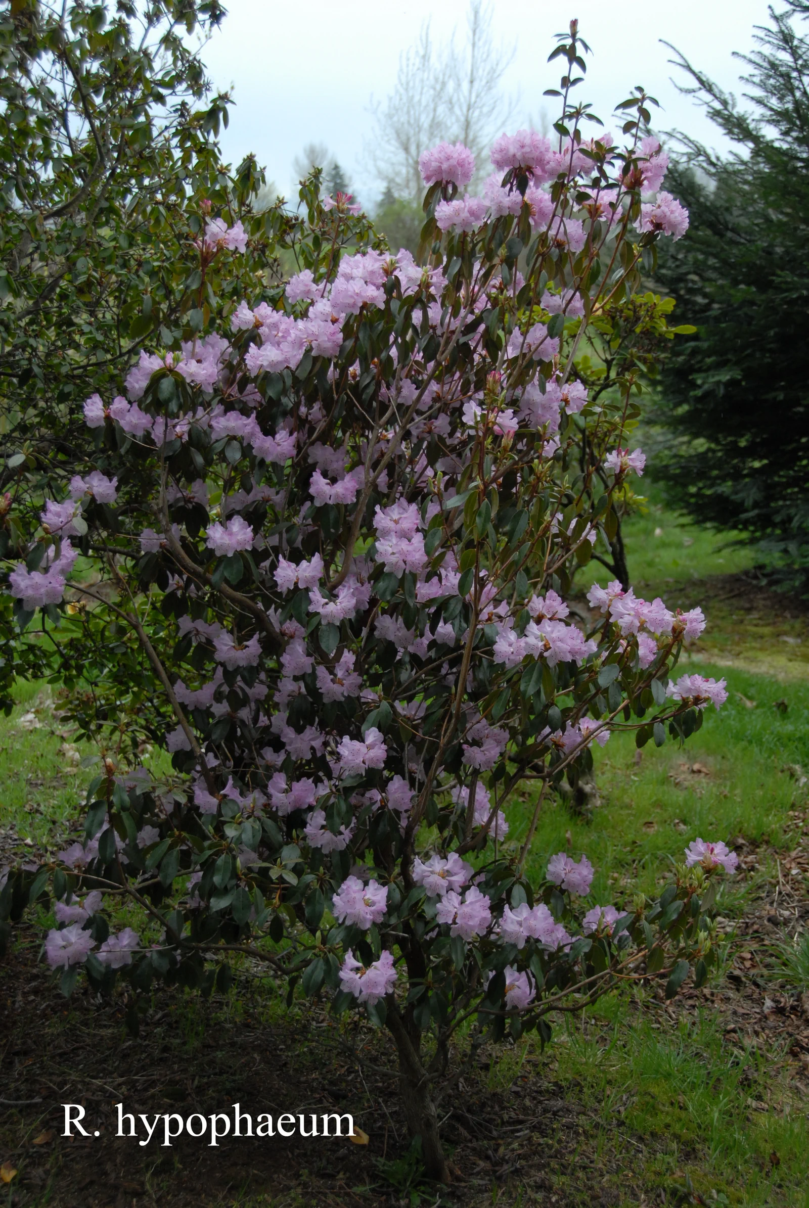 R. tsariense photo of R. tsariense. Location: Fearing's Farm Nursery, Abbotsford, BC, Canada. Photo by: Harold Fearing