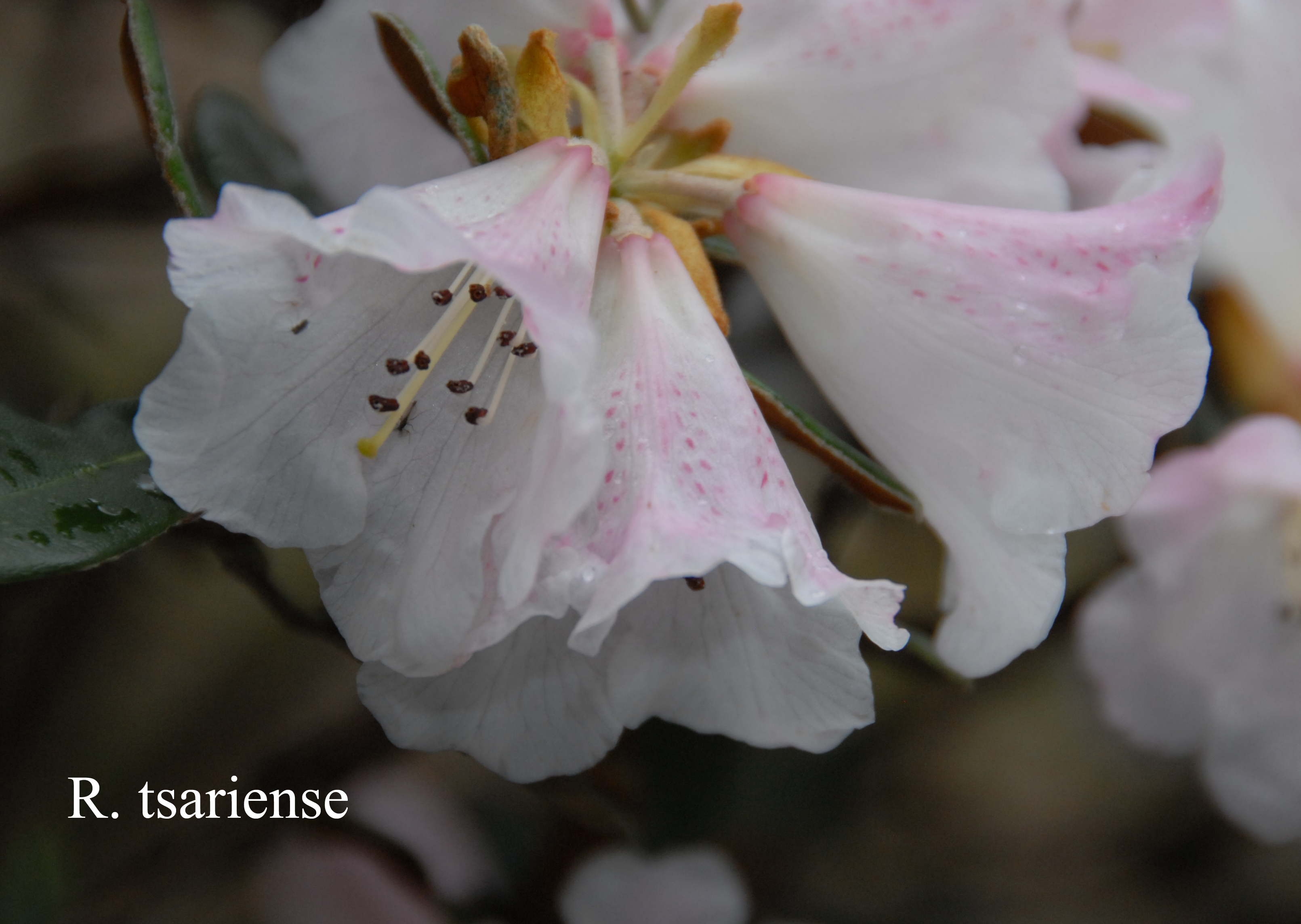 Rhododendron tsariense photo