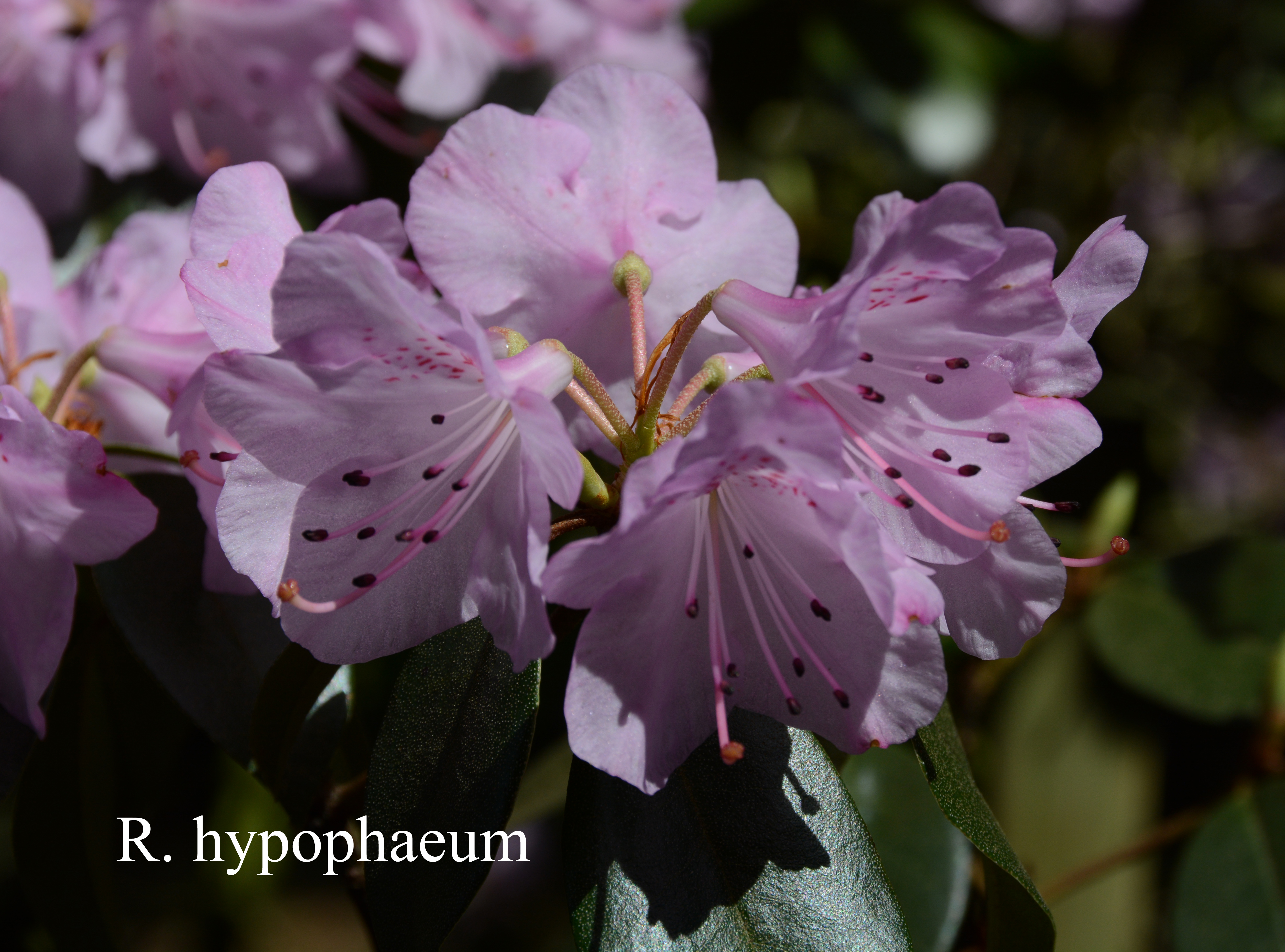 Rhododendron tsariense photo
