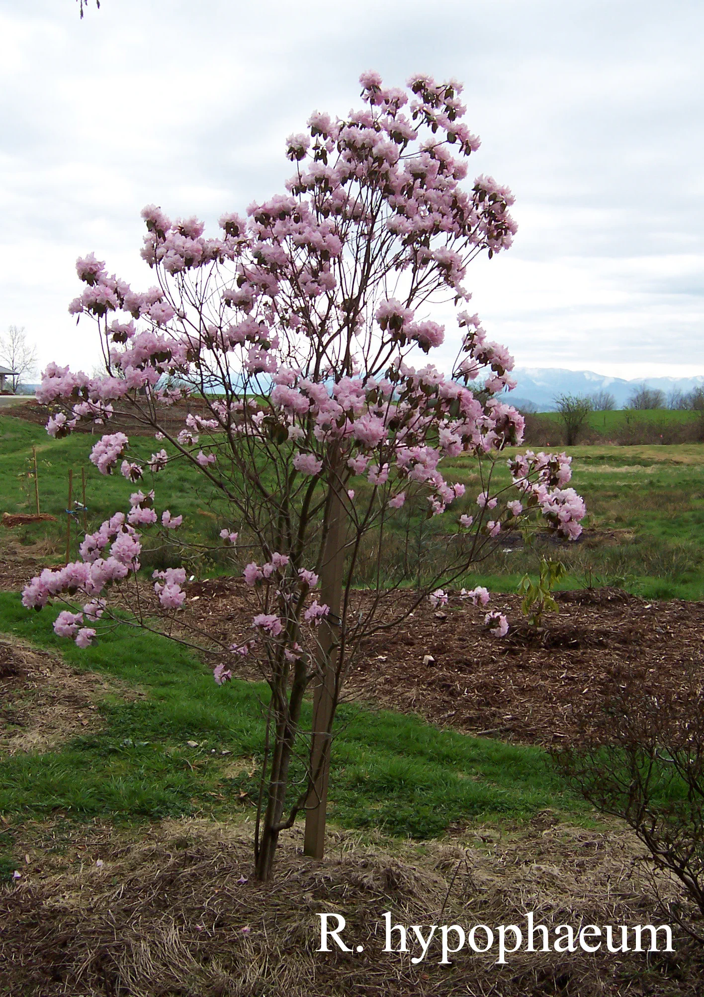 R. tsariense photo of R. tsariense. Location: Fearing's Farm Nursery, Abbotsford, BC, Canada. Photo by: Harold Fearing