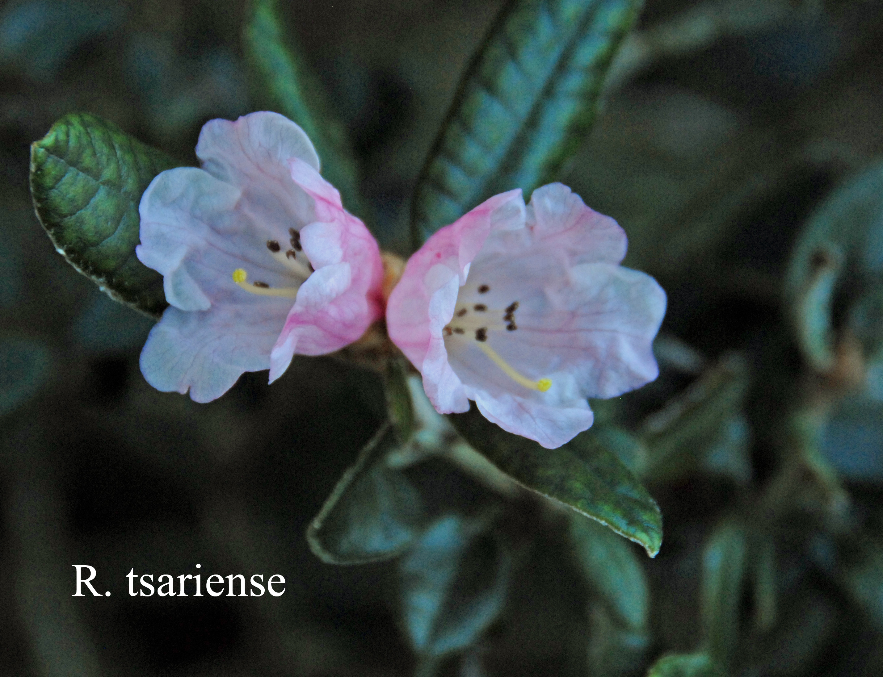 Rhododendron tsariense photo