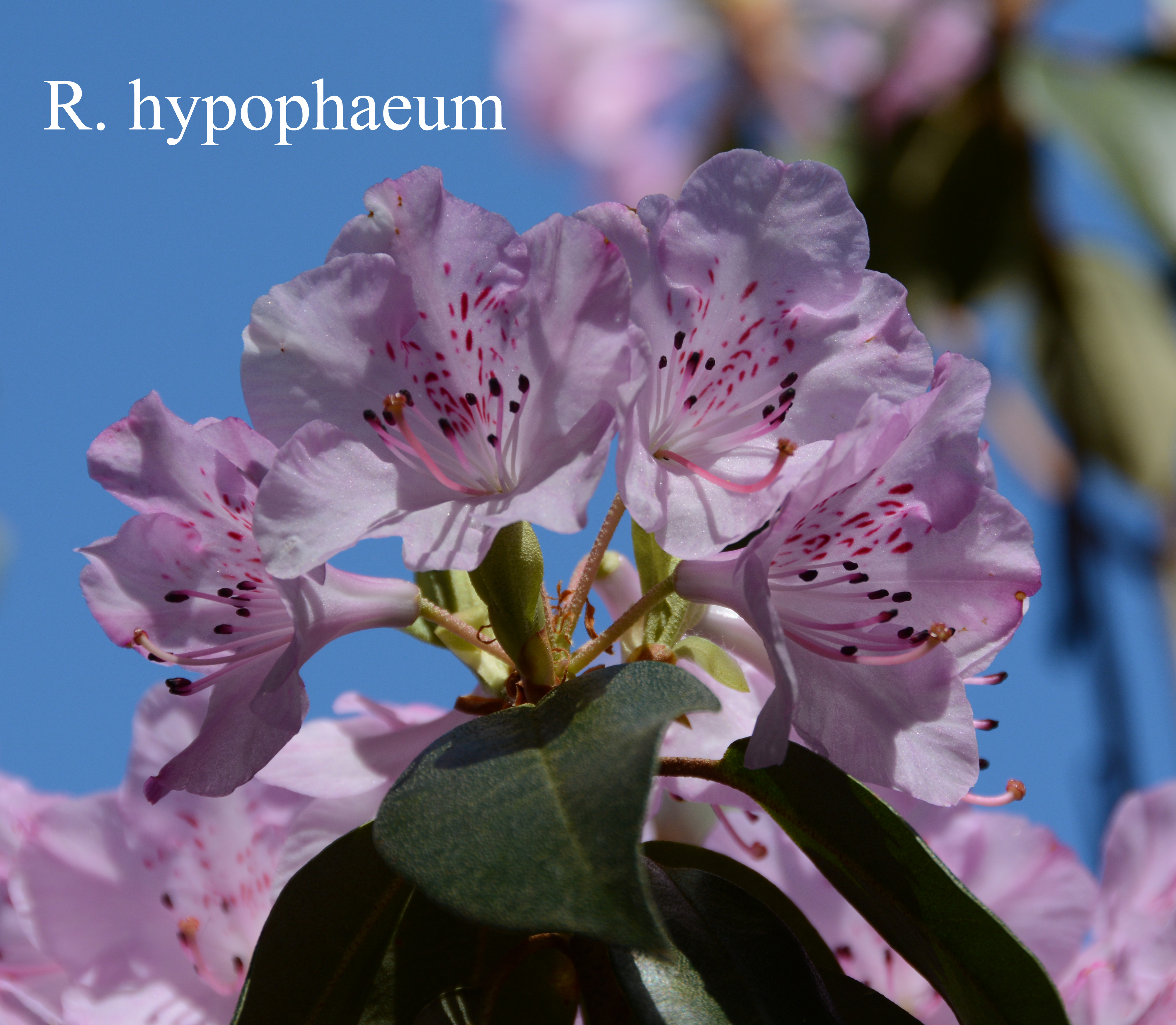 Rhododendron tsariense photo
