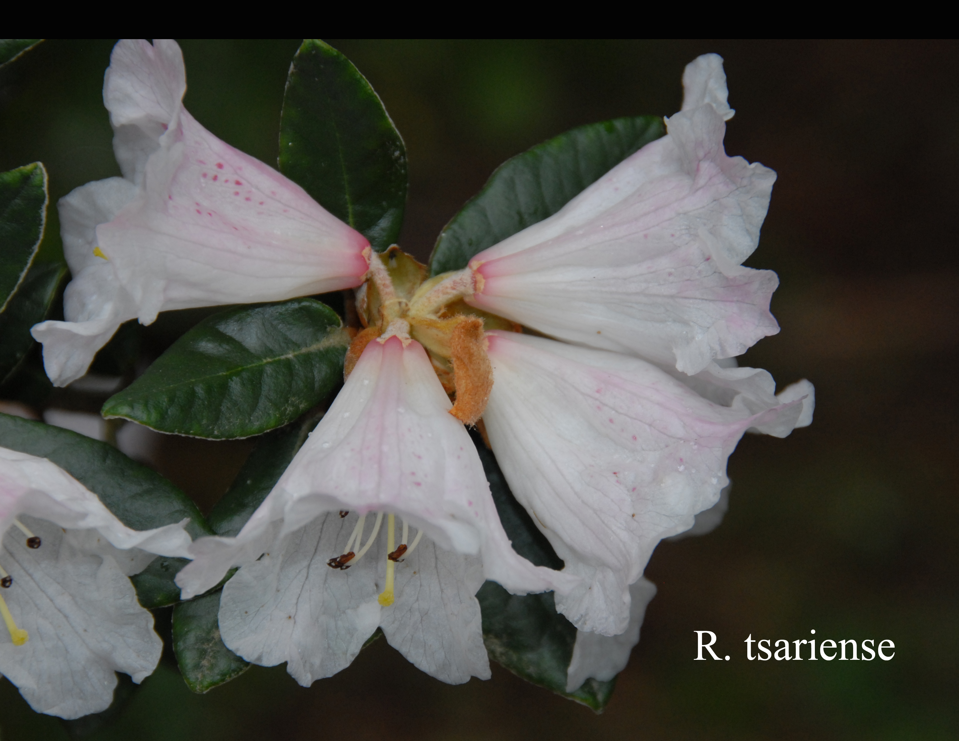 Rhododendron tsariense photo