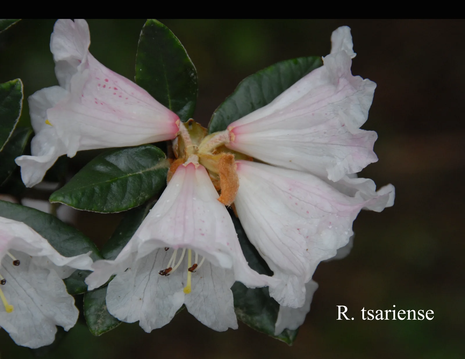 R. tsariense photo of R. tsariense. Location: Fearing's Farm Nursery, Abbotsford, BC, Canada. Photo by: Harold Fearing