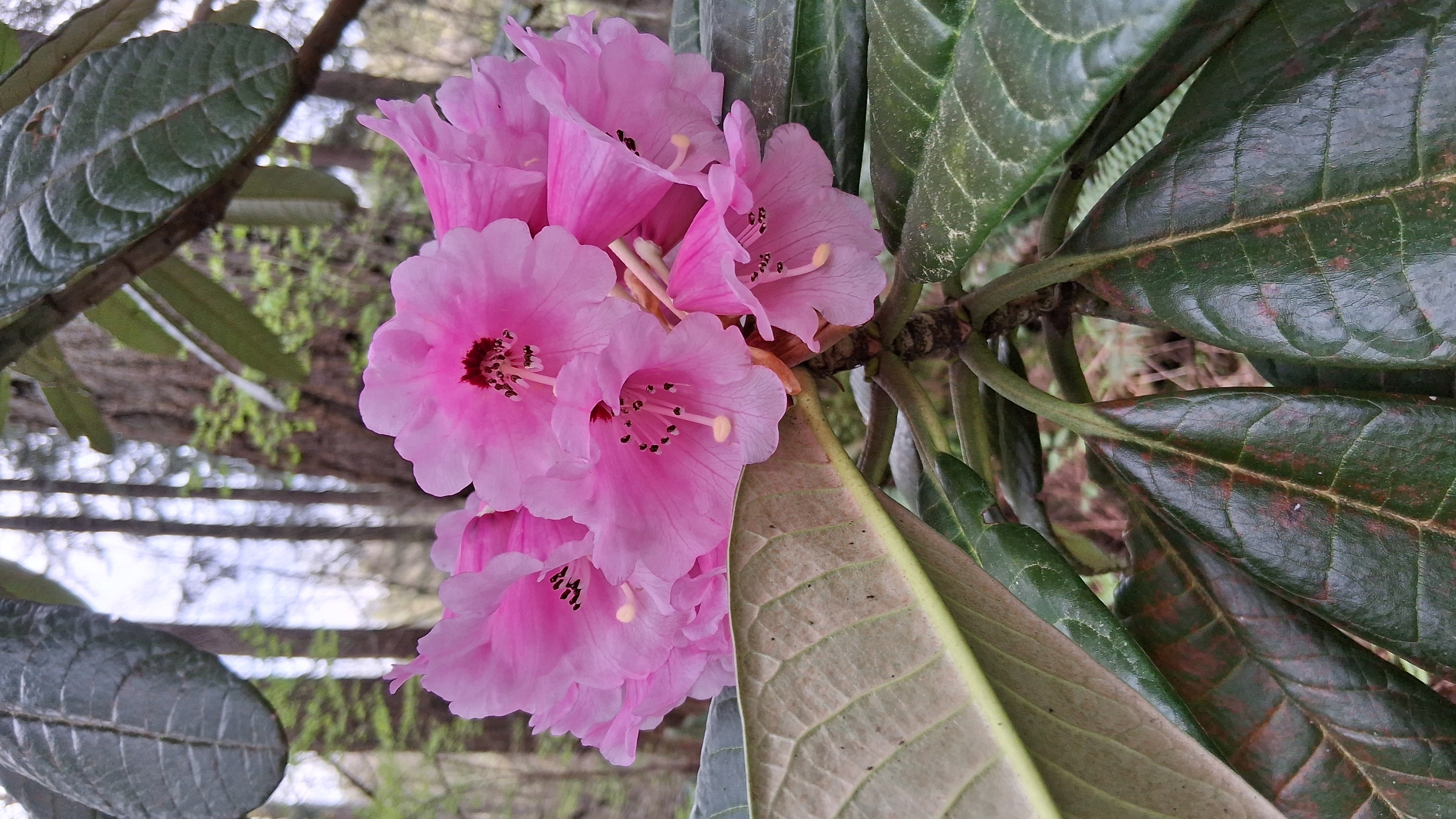 Rhododendron Benmore photo