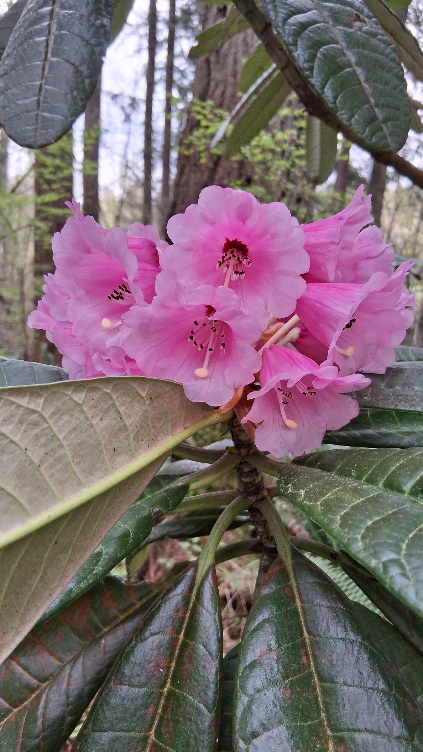 R. montroseanum 'Benmore' photo of R. montroseanum 'Benmore'. R. montroseanum 'Benmore' flowers and underside of a leaf.. Location: Rhododendron Species Botanical Garden. Photo by: Thatrhodylady