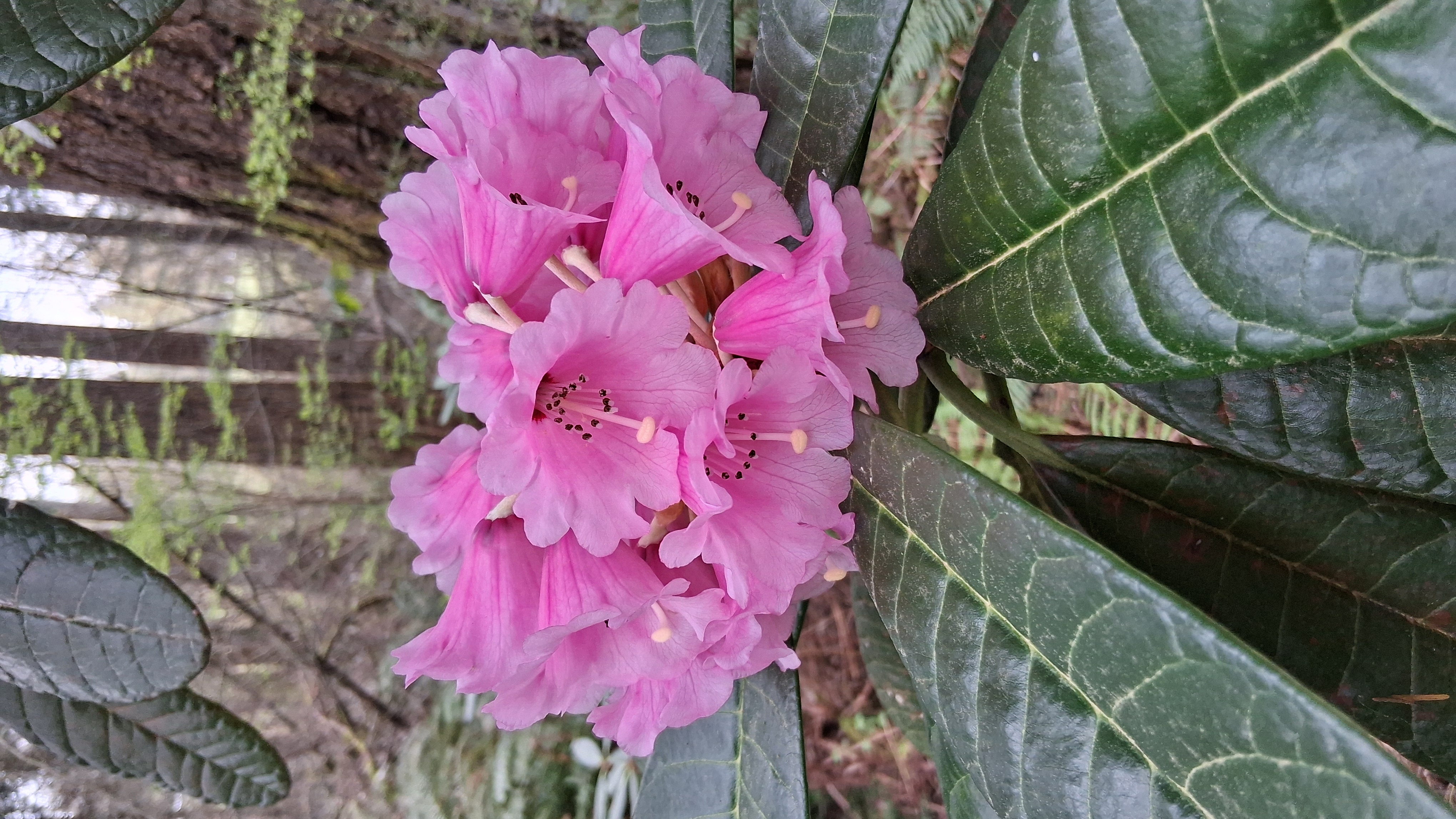 Rhododendron Benmore photo