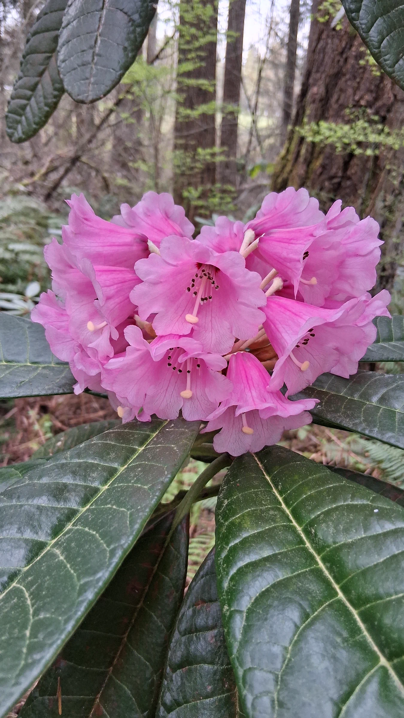 R. montroseanum 'Benmore' photo of R. montroseanum 'Benmore'. R. montroseanum 'Benmore' flower truss.. Location: Rhododendron Species Botanical Garden. Photo by: Thatrhodylady