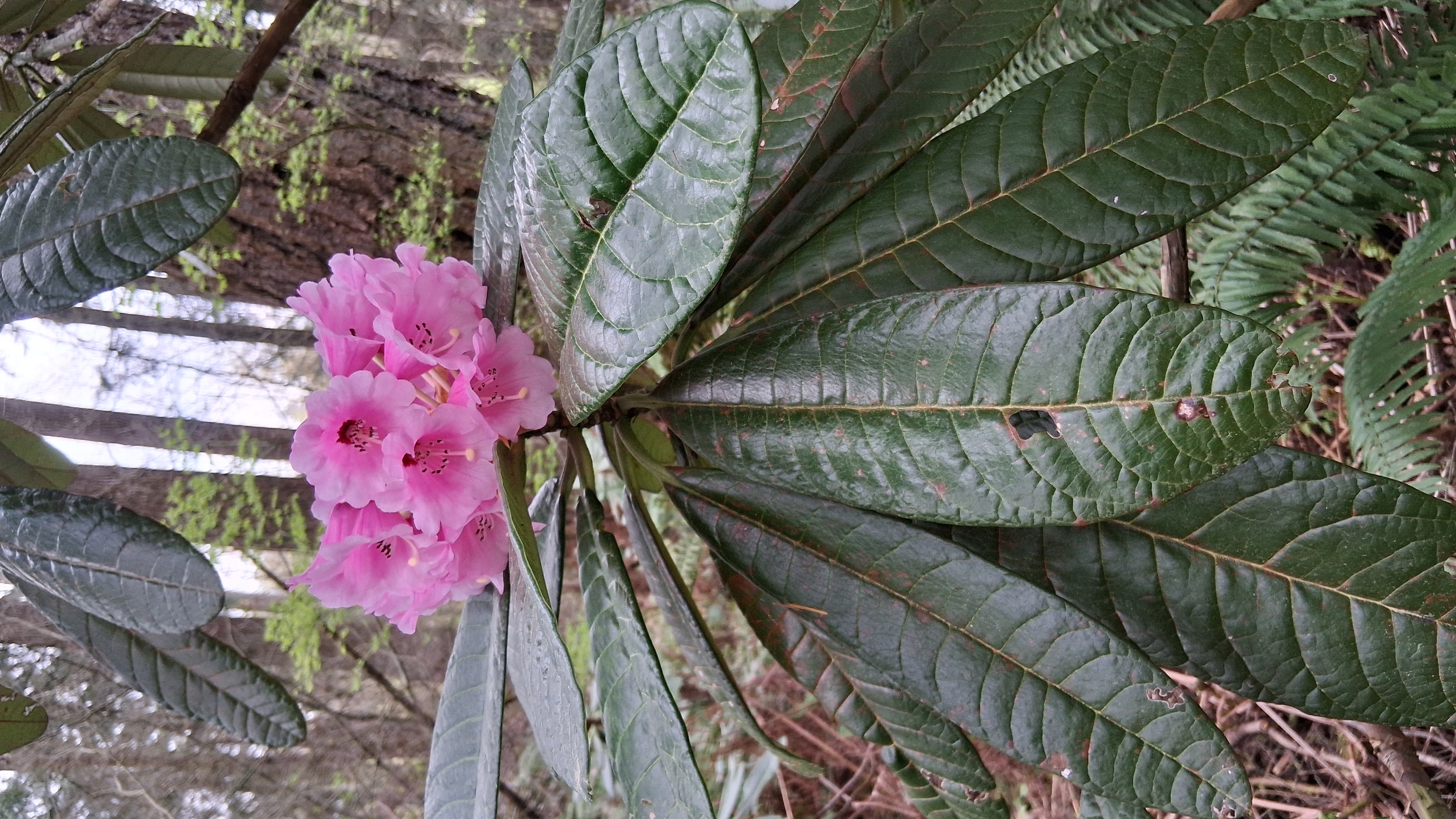 Rhododendron Benmore photo
