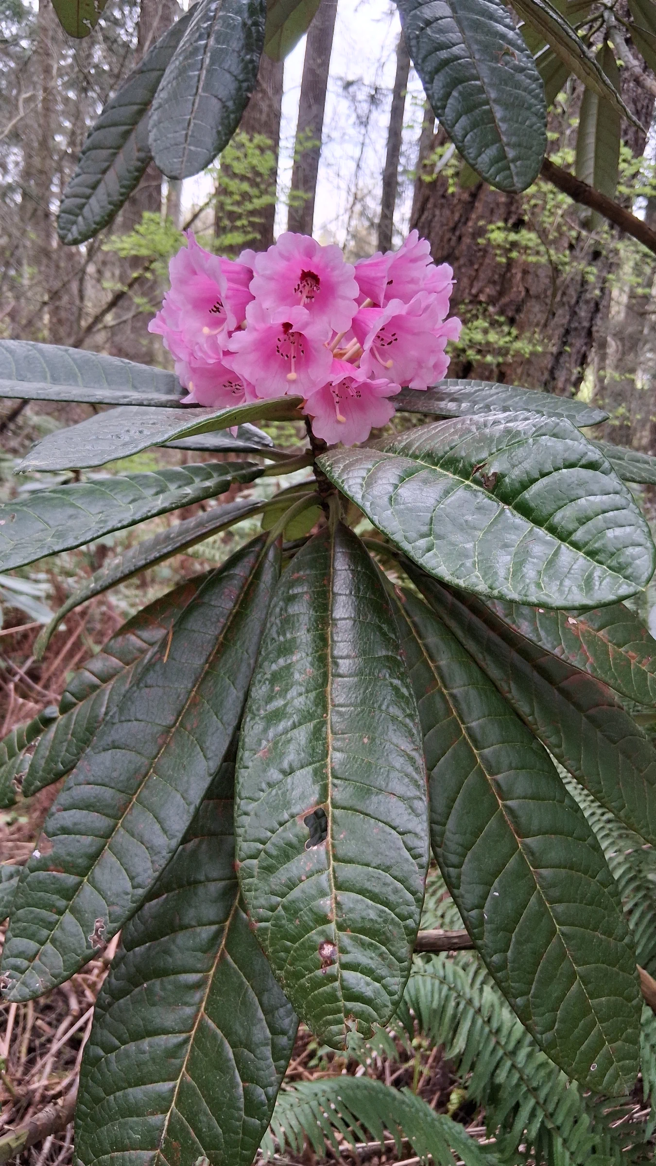 R. montroseanum 'Benmore' photo of R. montroseanum 'Benmore'. R. montroseanum 'Benmore' leaves and flowers.. Location: Rhododendron Species Botanical Garden. Photo by: Thatrhodylady