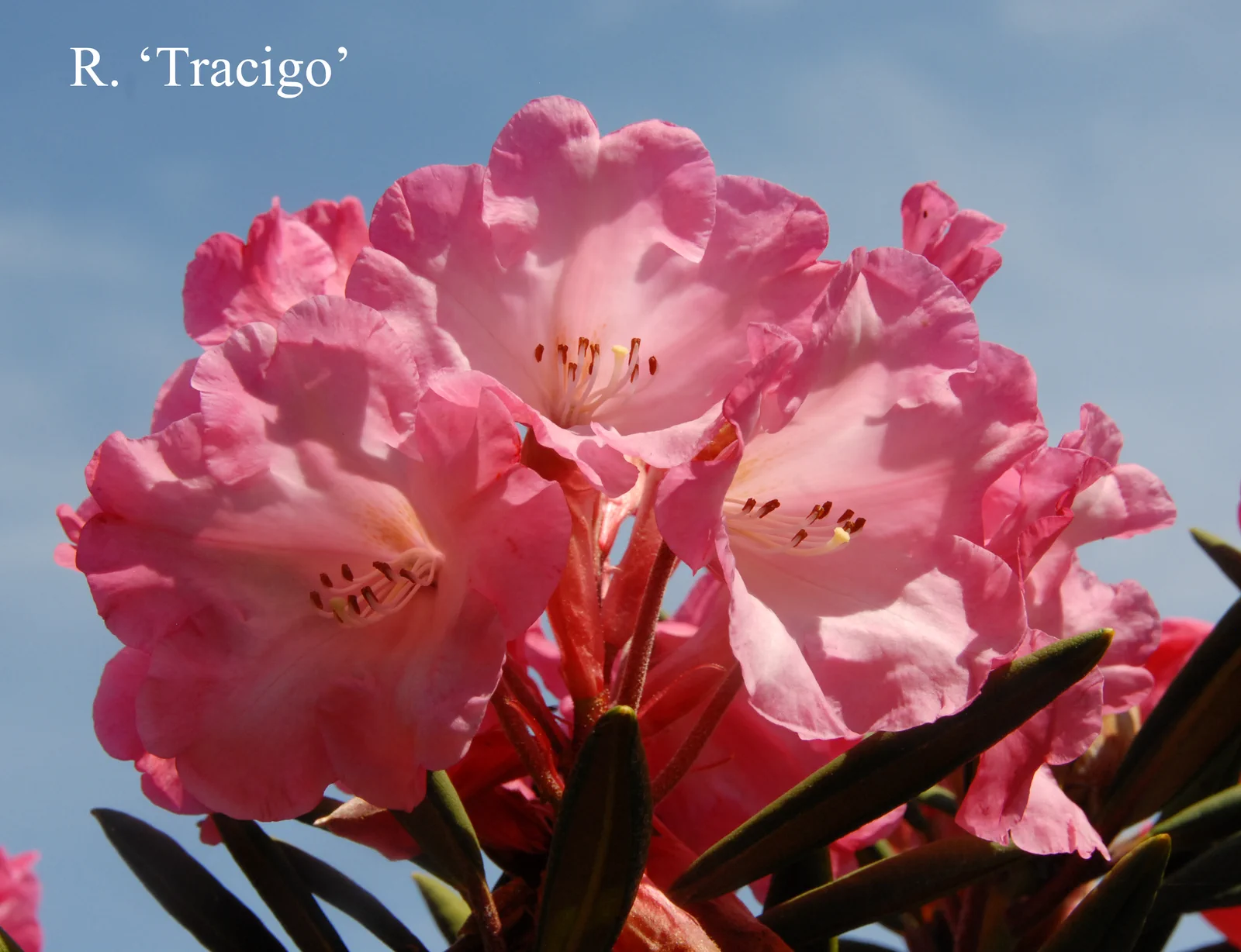 R. 'Tracigo' photo of R. 'Tracigo'. Location: Fearing's Farm Nursery, Abbotsford, BC, Canada. Photo by: Harold Fearing