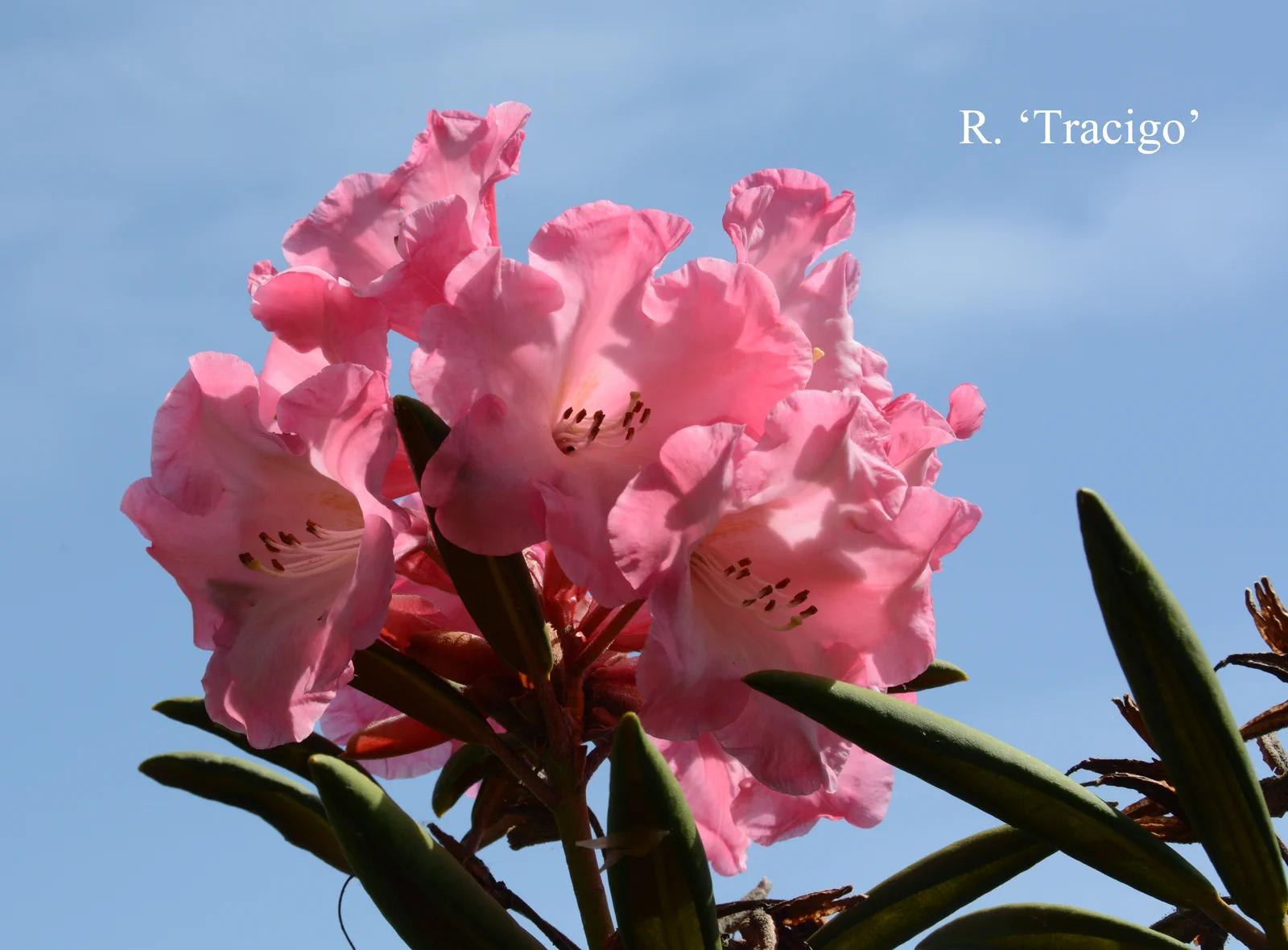 R. 'Tracigo' photo of R. 'Tracigo'. Location: Fearing's Farm Nursery, Abbotsford, BC, Canada. Photo by: Harold Fearing