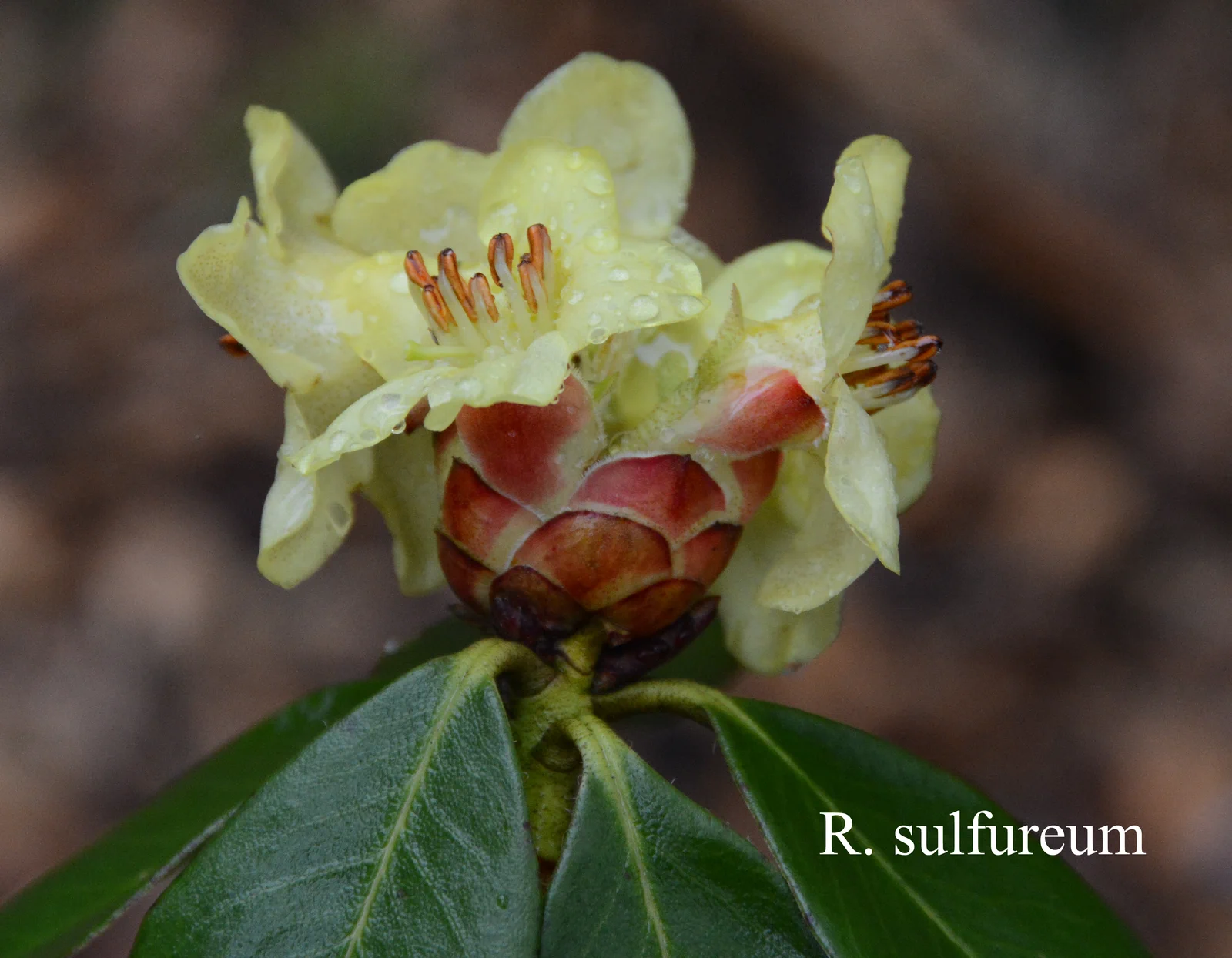 R. sulfureum photo of R. sulfureum. Location: Fearing's Farm Nursery, Abbotsford, BC, Canada. Photo by: Harold Fearing