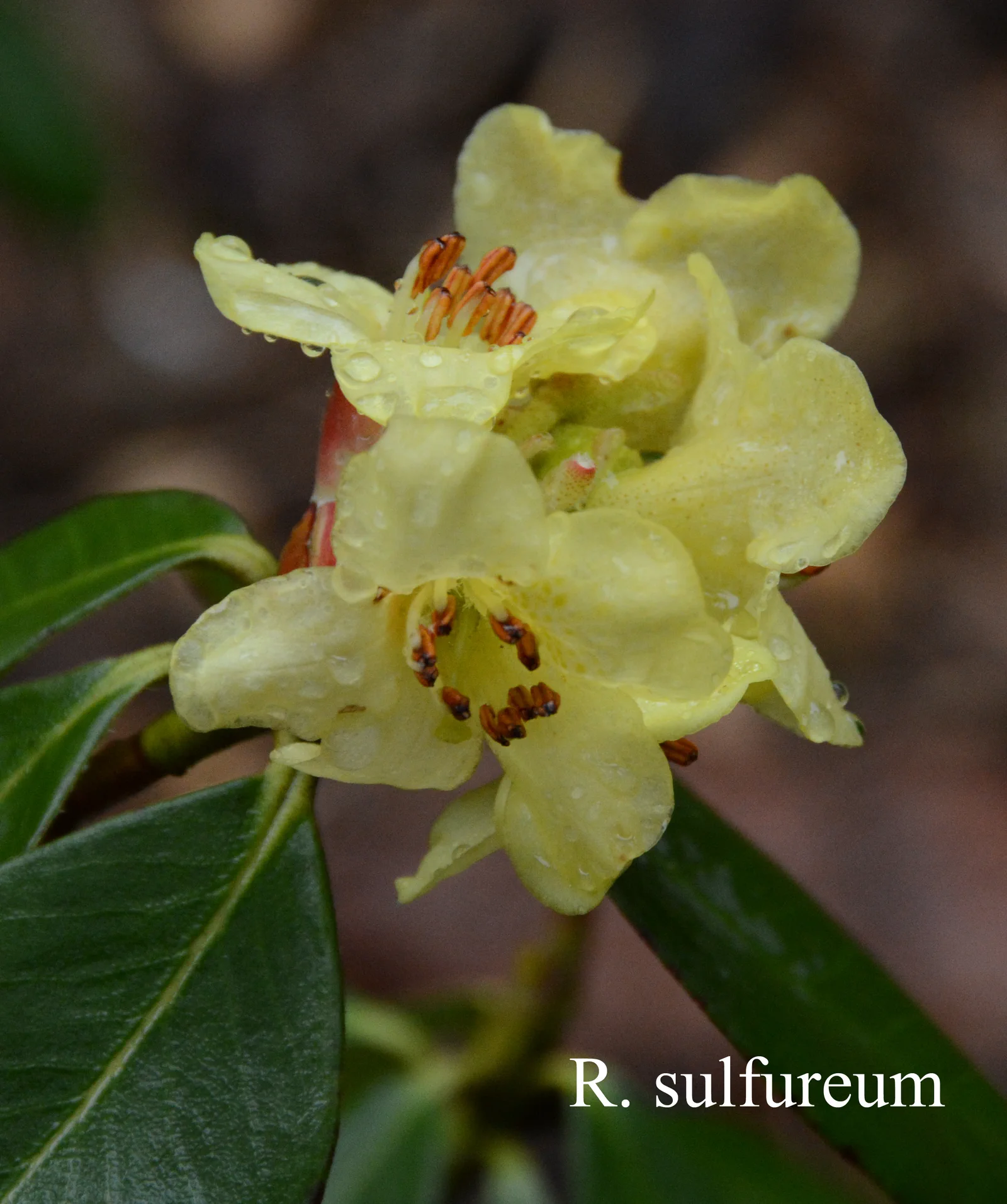 R. sulfureum photo of R. sulfureum. Location: Fearing's Farm Nursery, Abbotsford, BC, Canada. Photo by: Harold Fearing