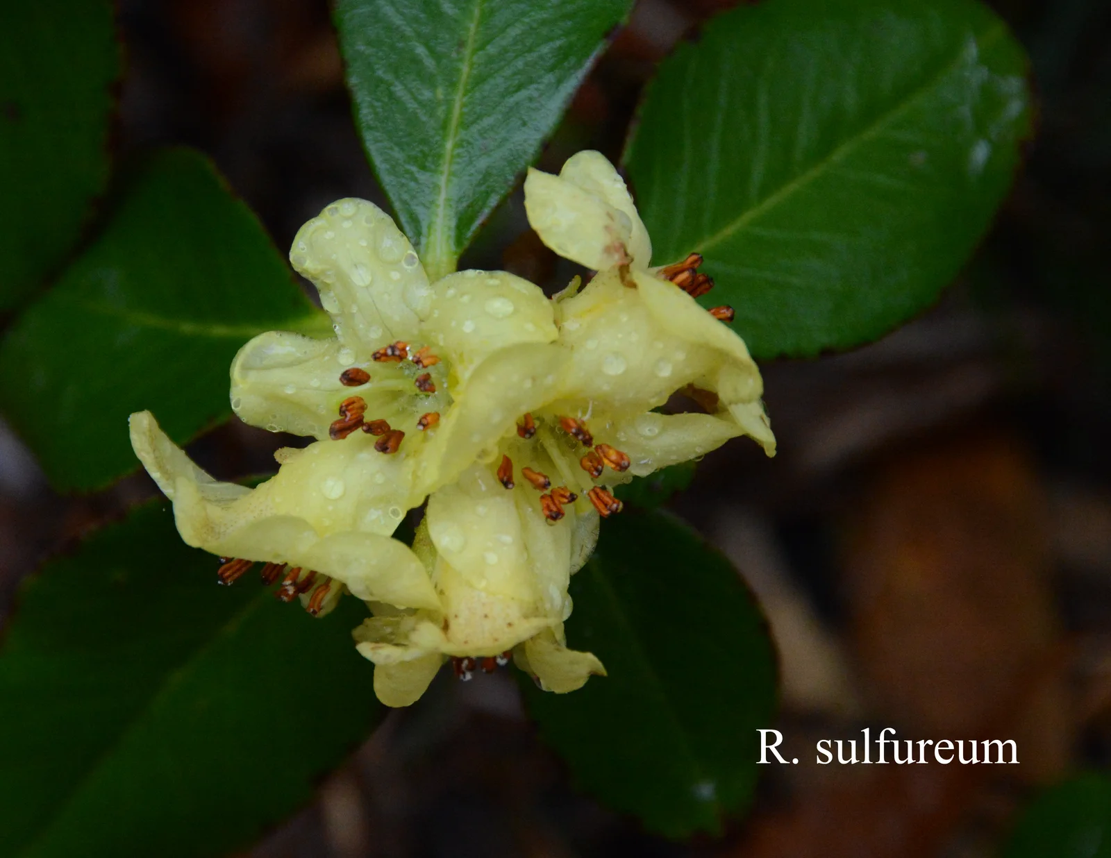 R. sulfureum photo of R. sulfureum. Location: Fearing's Farm Nursery, Abbotsford, BC, Canada. Photo by: Harold Fearing