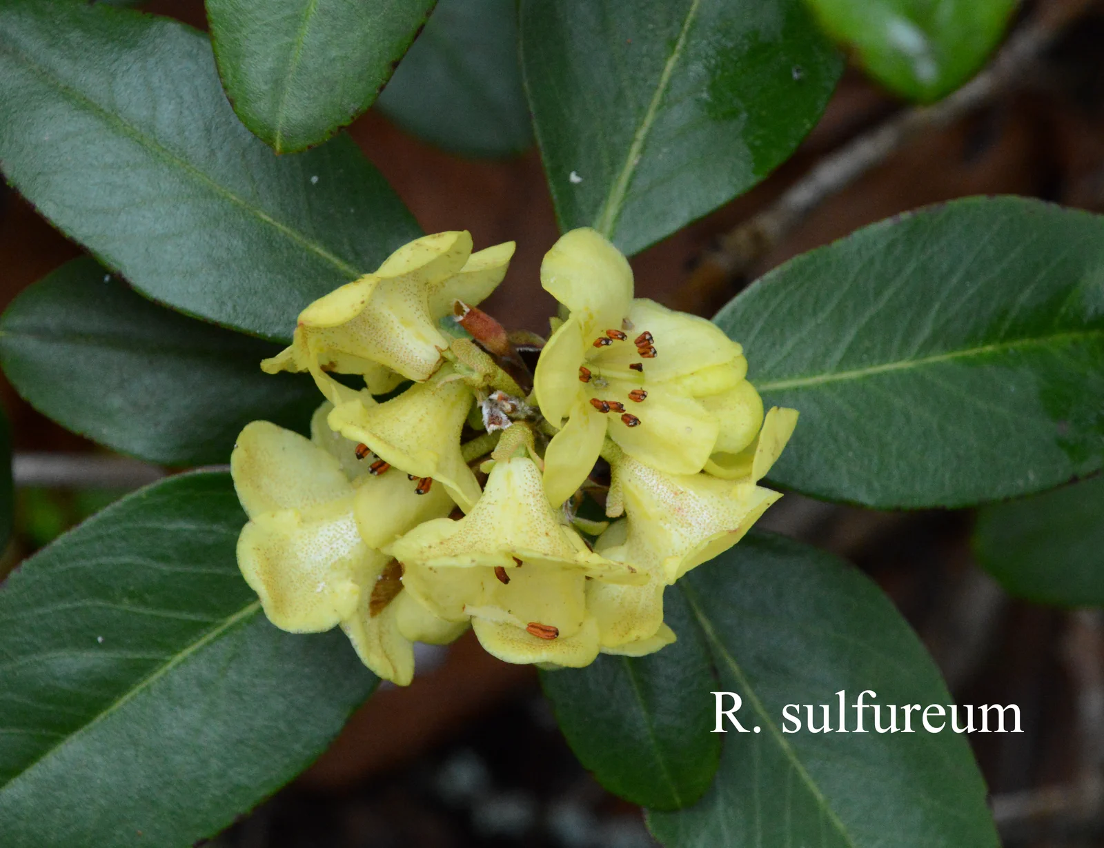 R. sulfureum photo of R. sulfureum. Location: Fearing's Farm Nursery, Abbotsford, BC, Canada. Photo by: Harold Fearing