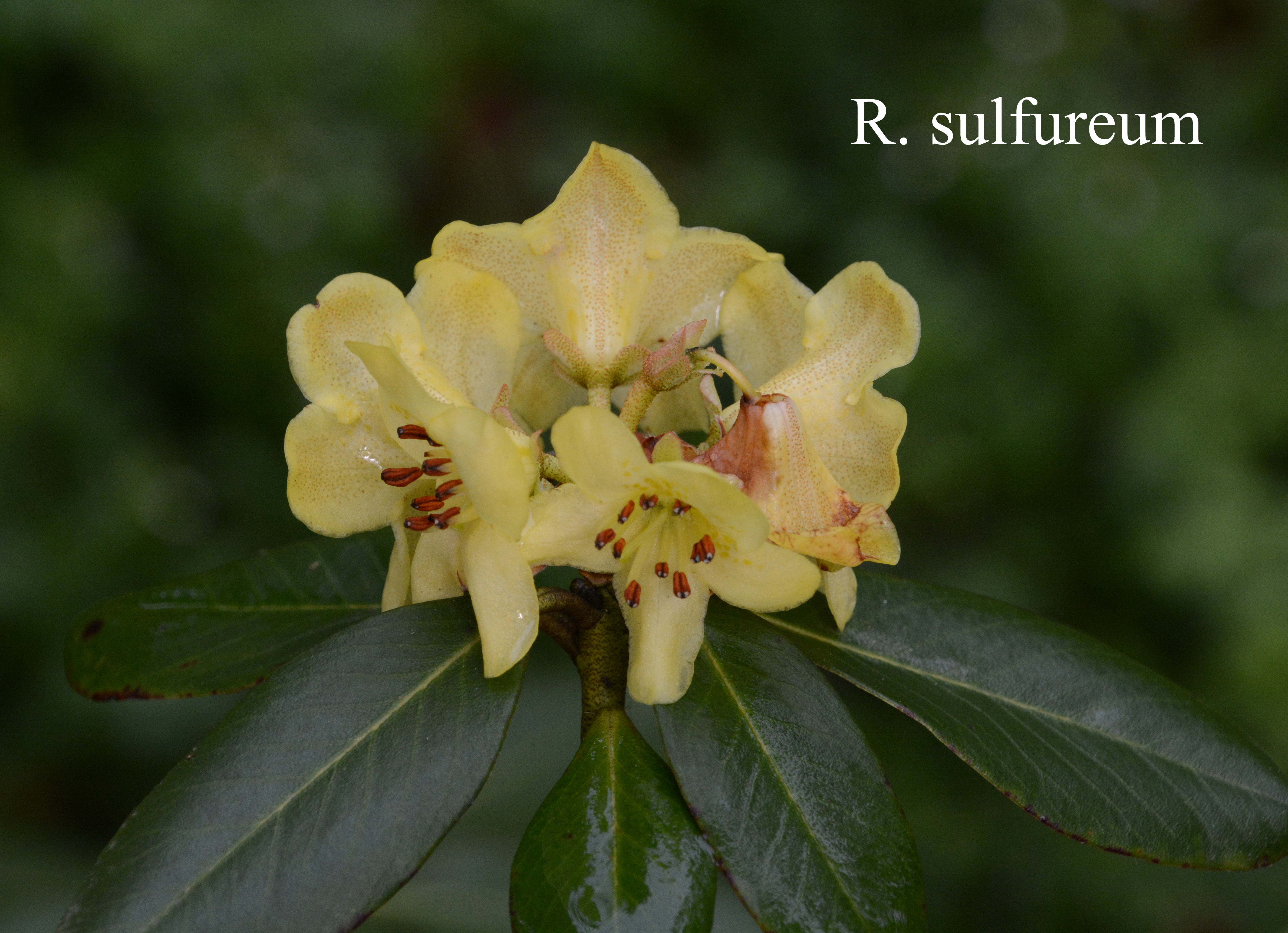Rhododendron sulfureum photo