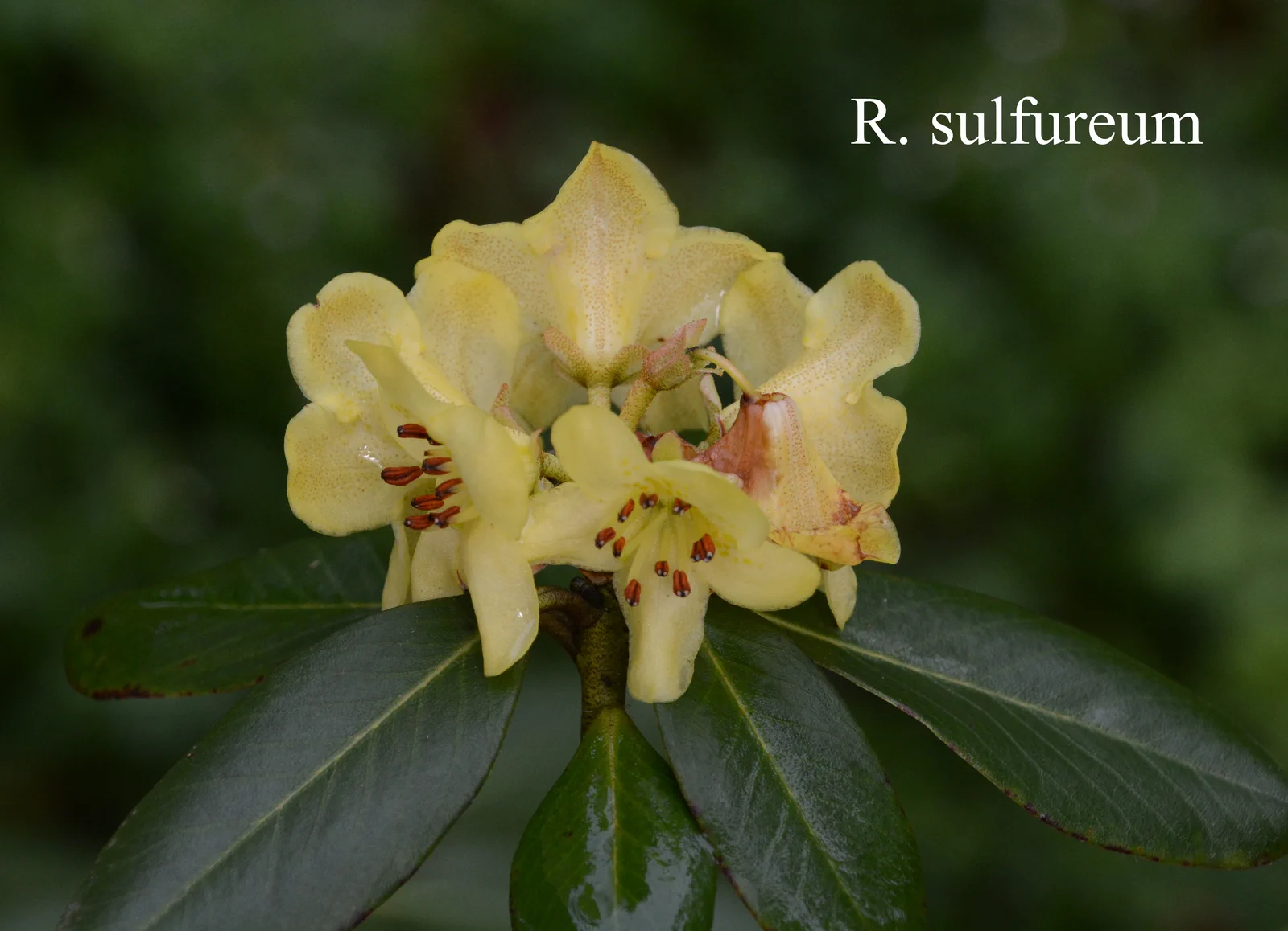 R. sulfureum photo of R. sulfureum. Location: Fearing's Farm Nursery, Abbotsford, BC, Canada. Photo by: Harold Fearing