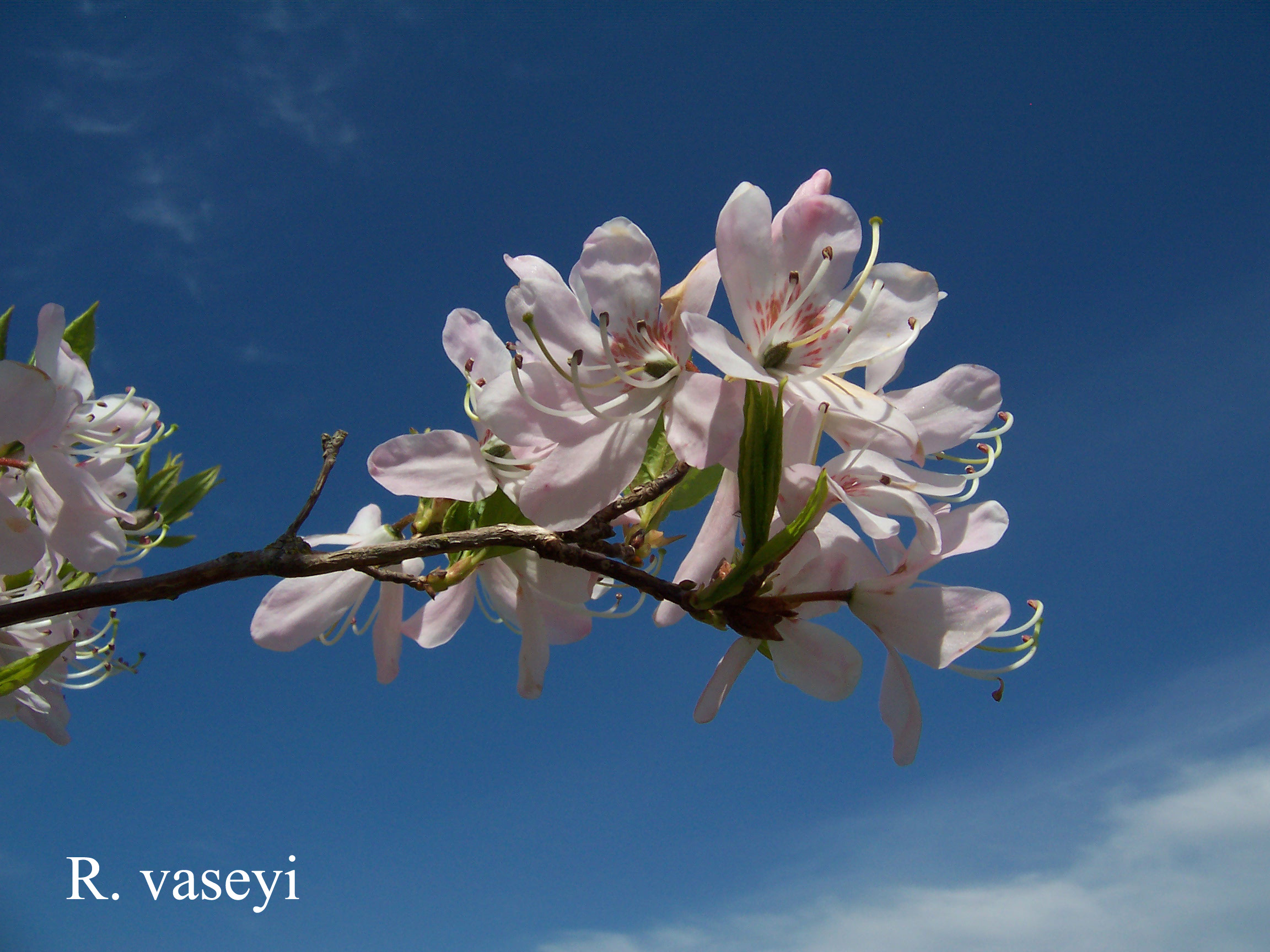 Rhododendron vaseyi photo